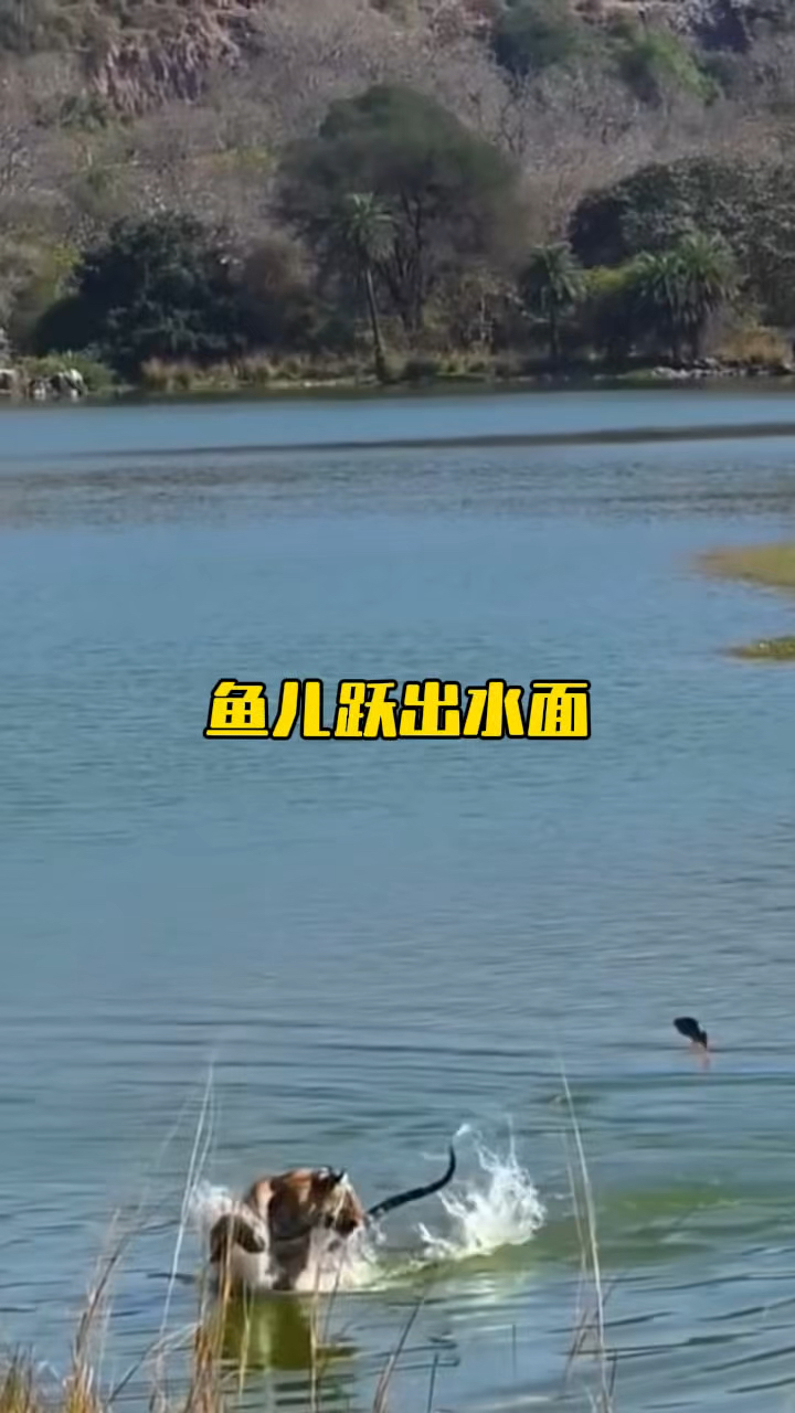 鱼儿跃出水面,把老虎下了一大跳