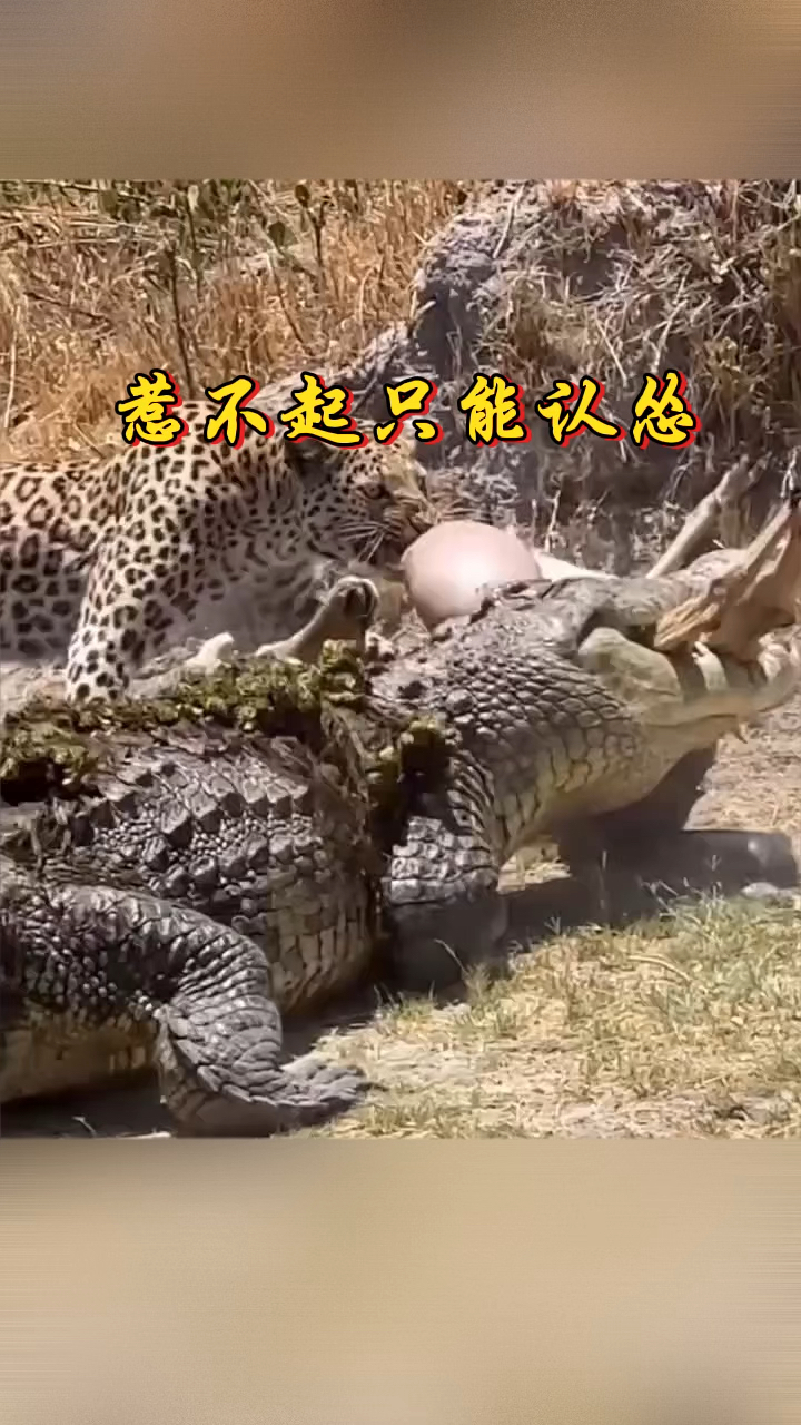 鳄鱼嚣张跋扈抢夺花豹的猎物