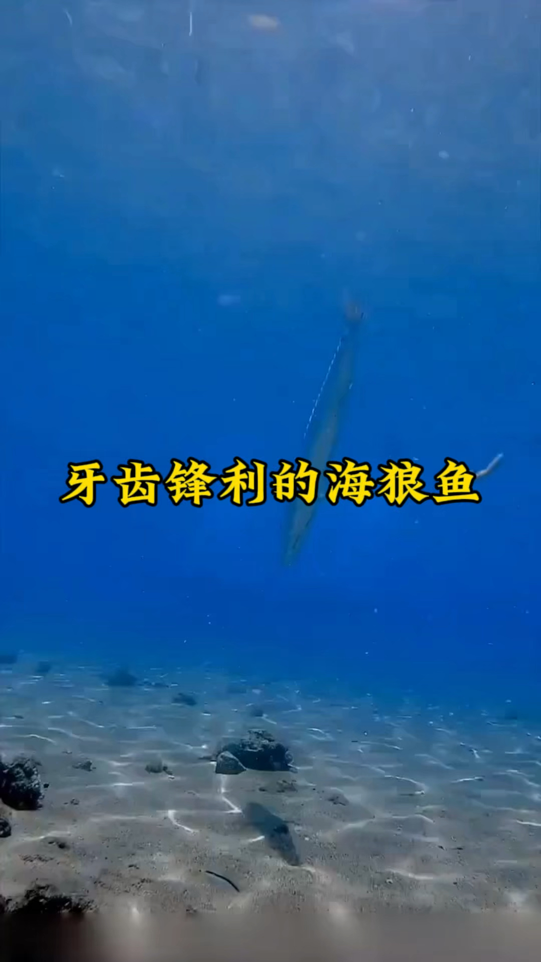 牙齿锋利的海狼鱼凶狠捕食班子鱼