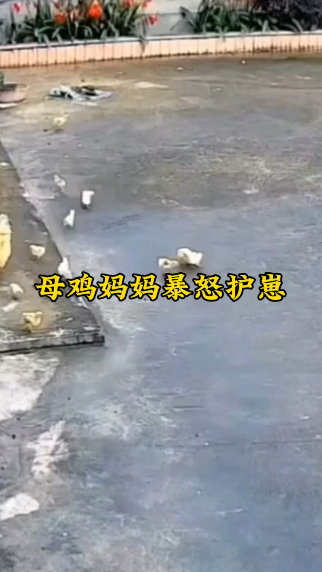 母鸡妈妈暴怒反击老鹰，为了保护小鸡她奋不顾身