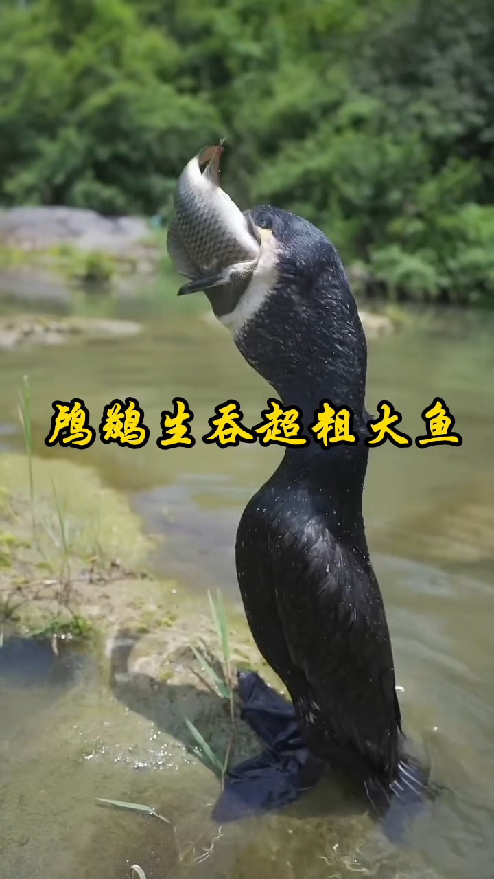 鸬鹚生吞超级大鱼,太神奇了