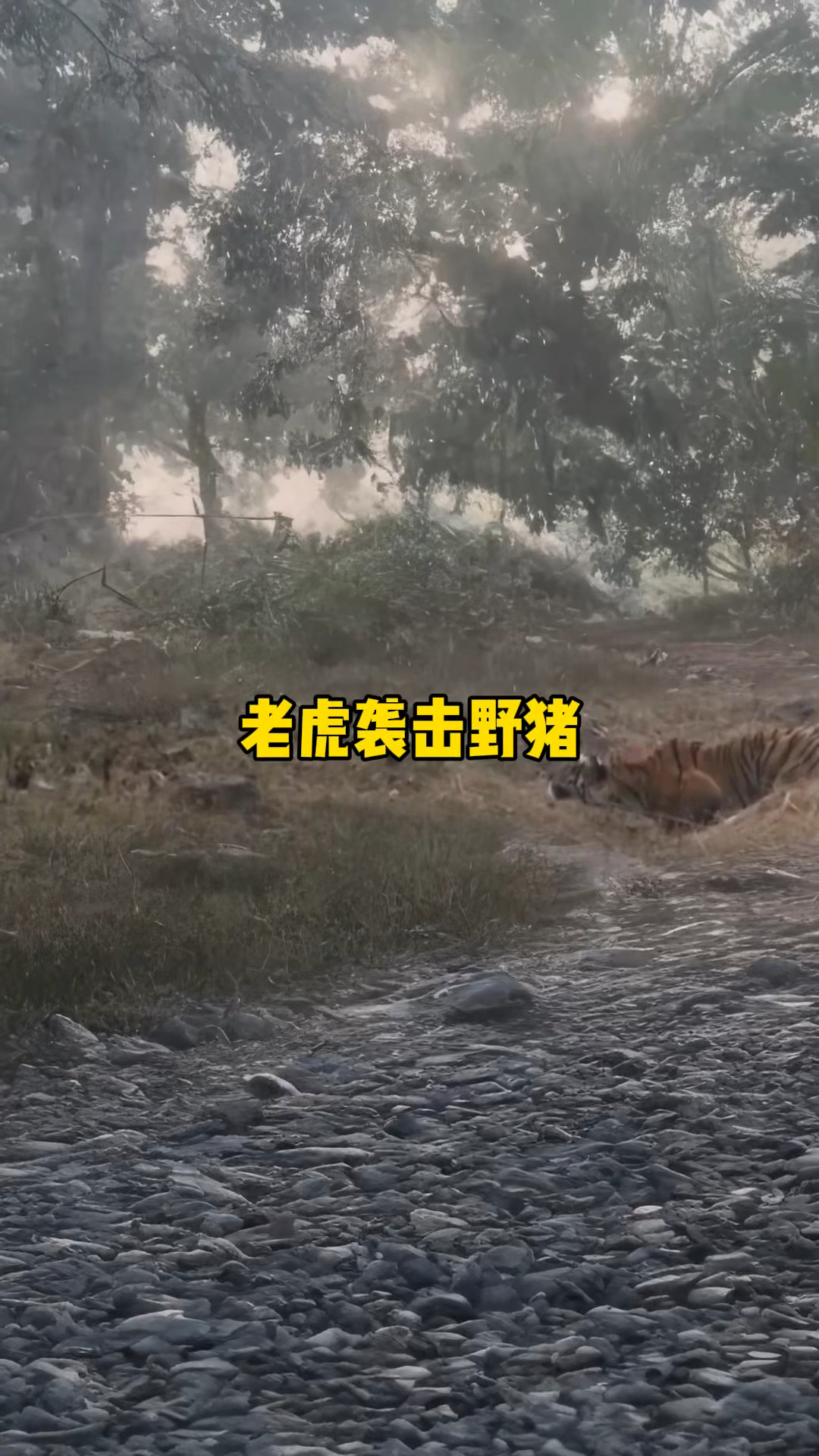 老虎瞬间让三百斤野猪失去反抗力