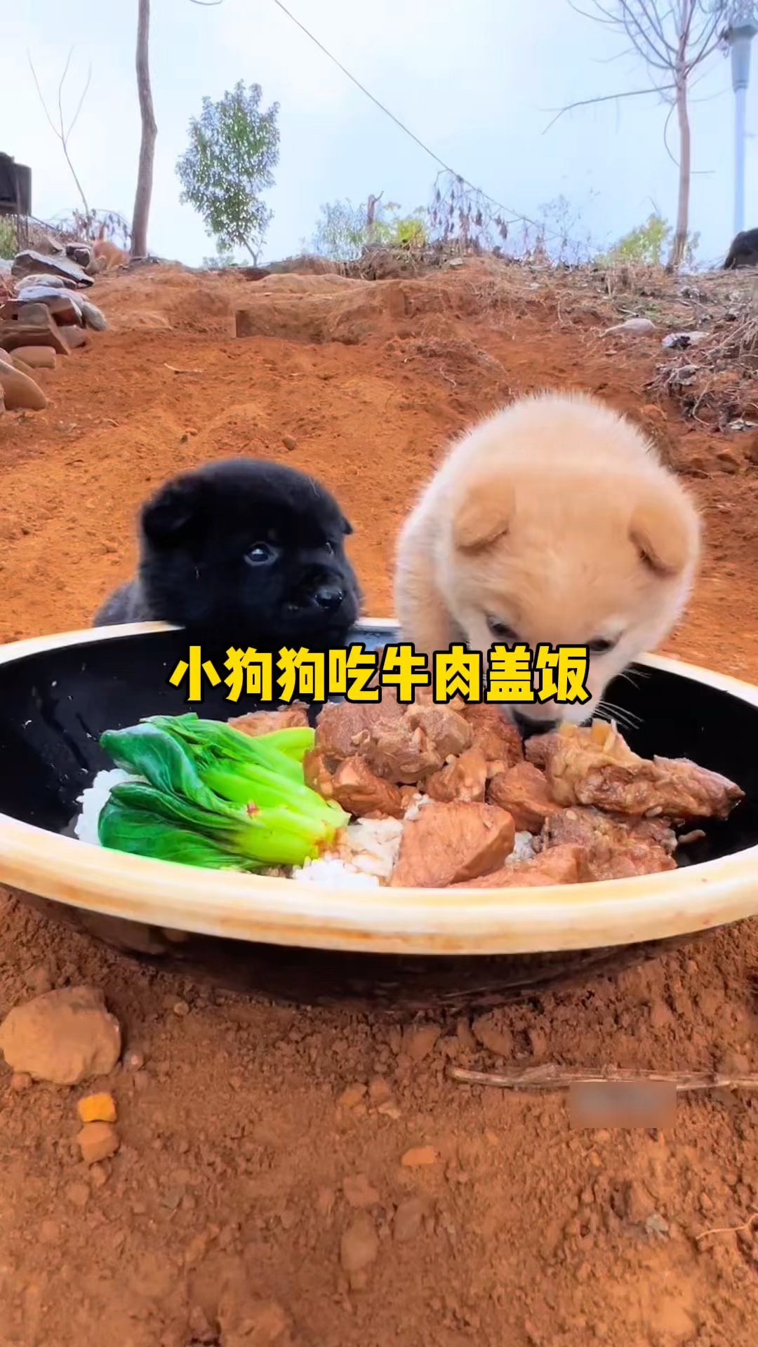 大黄狗吃掉了全部牛肉