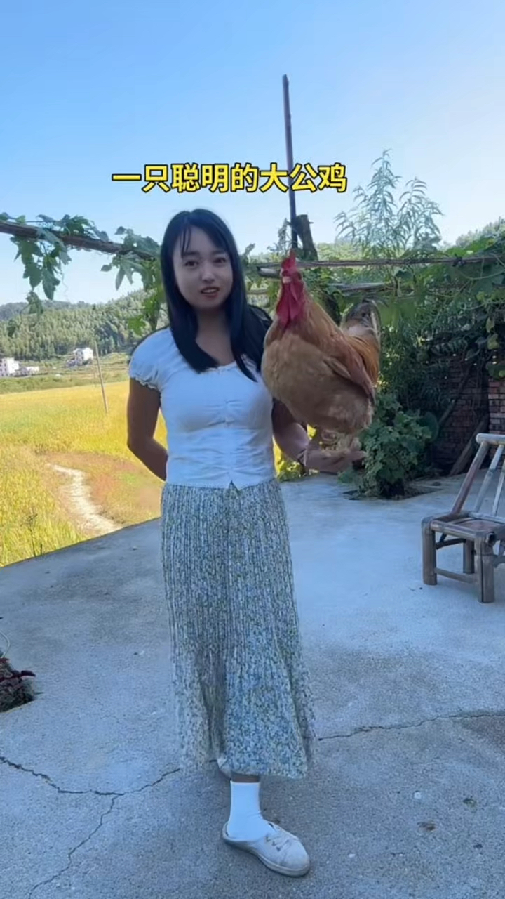 聪明的公鸡能听懂女主人的指令