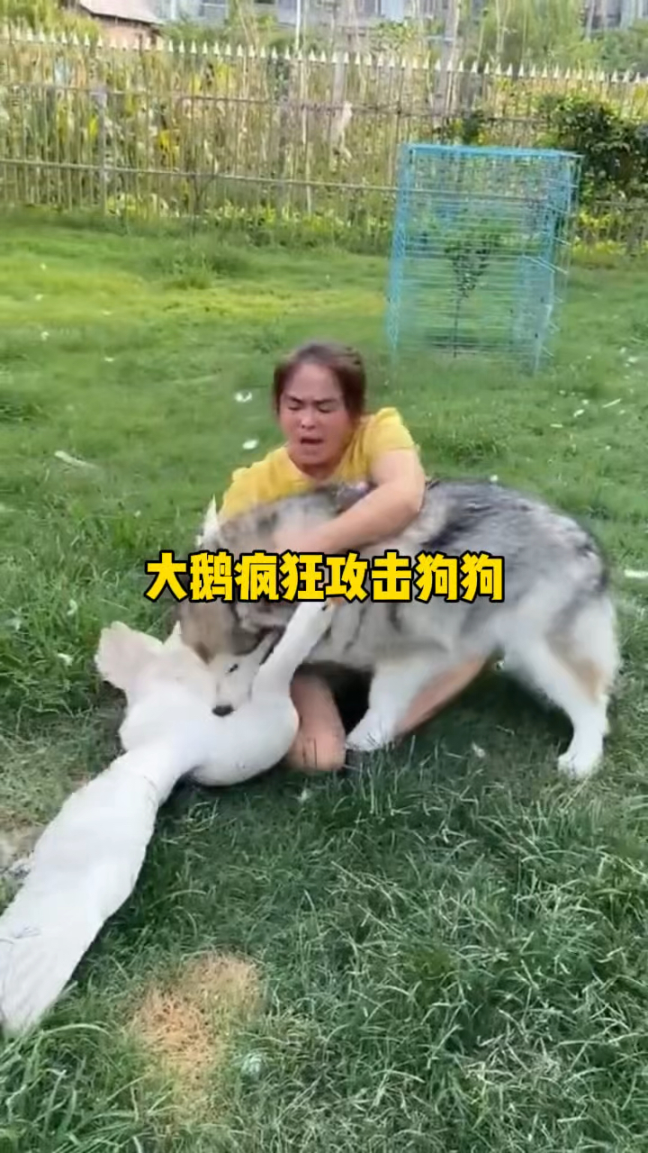 主人出手解救大鹅，大鹅却继续攻击狗狗
