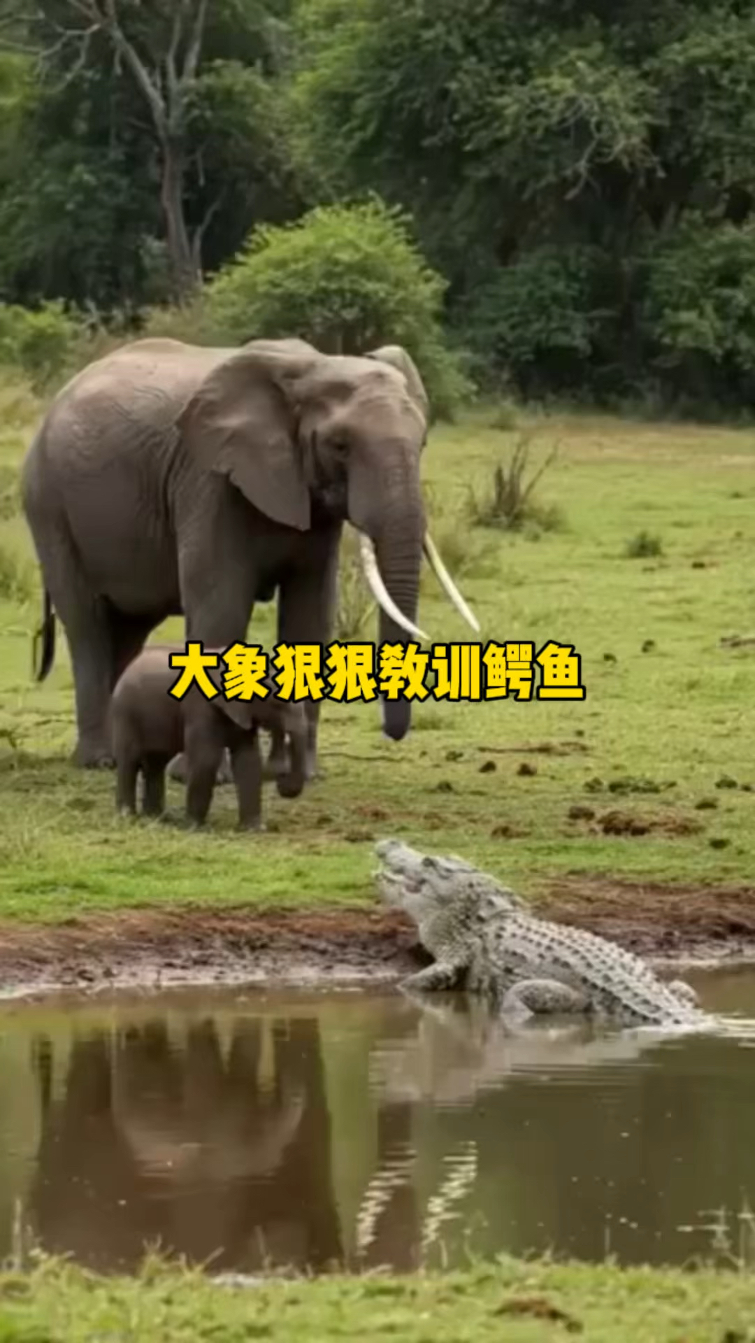 大象狠狠教训鳄鱼