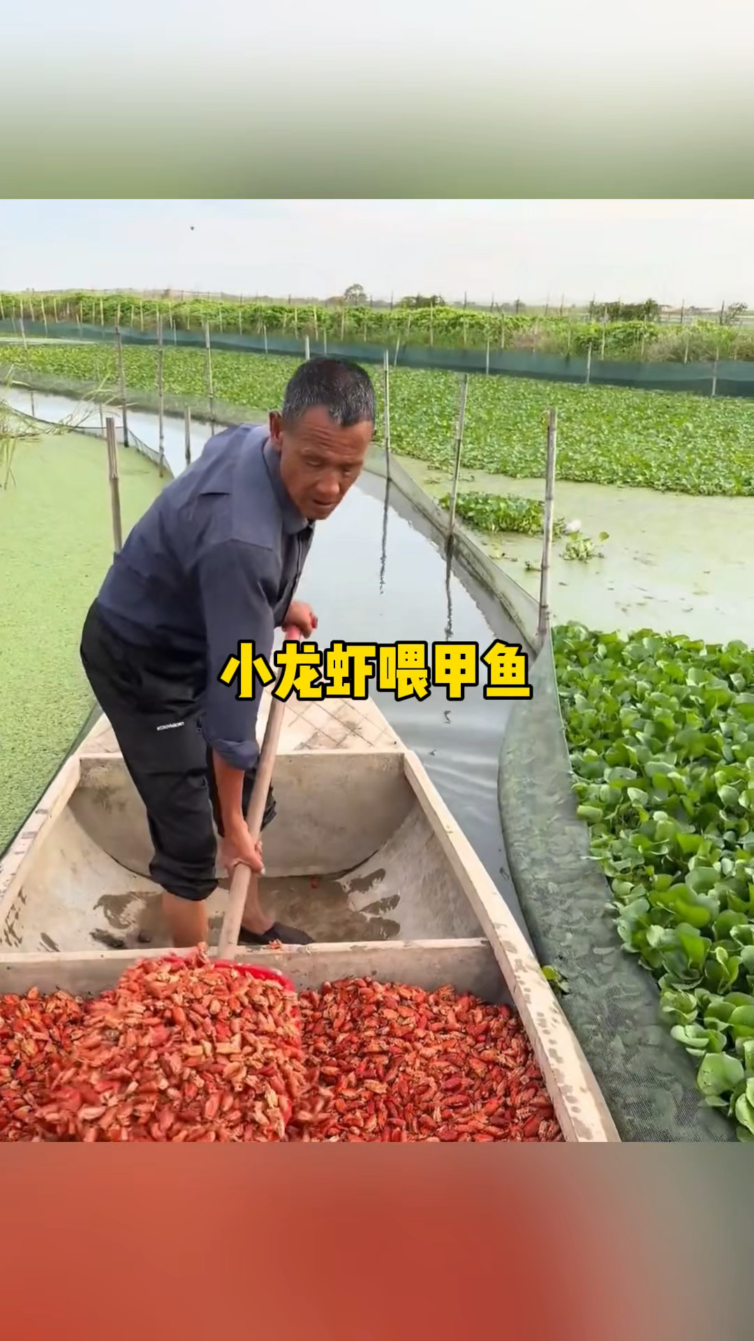 大叔用小龙虾喂食甲鱼