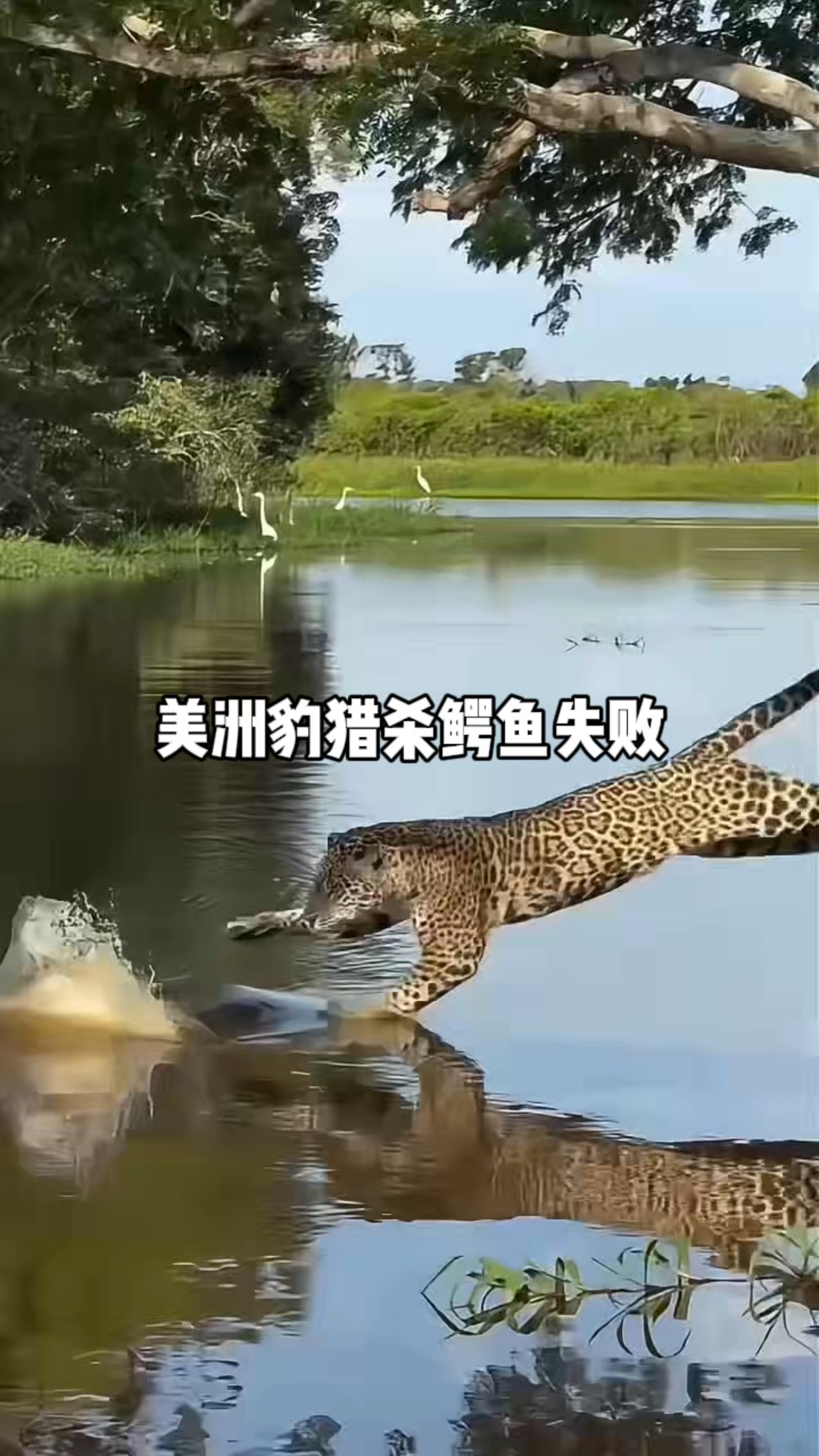 美洲豹猎杀鳄鱼失败