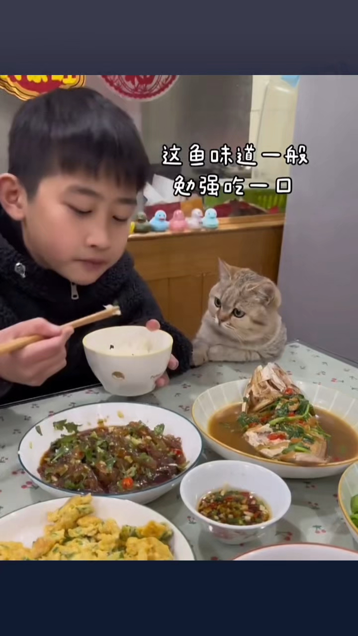 小猫看着小主人吃鱼，口水都要流出来了
