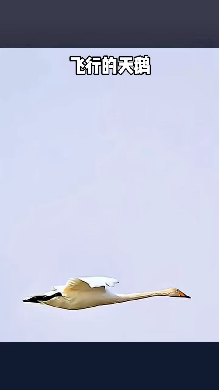 天鹅飞行如战机划破天空