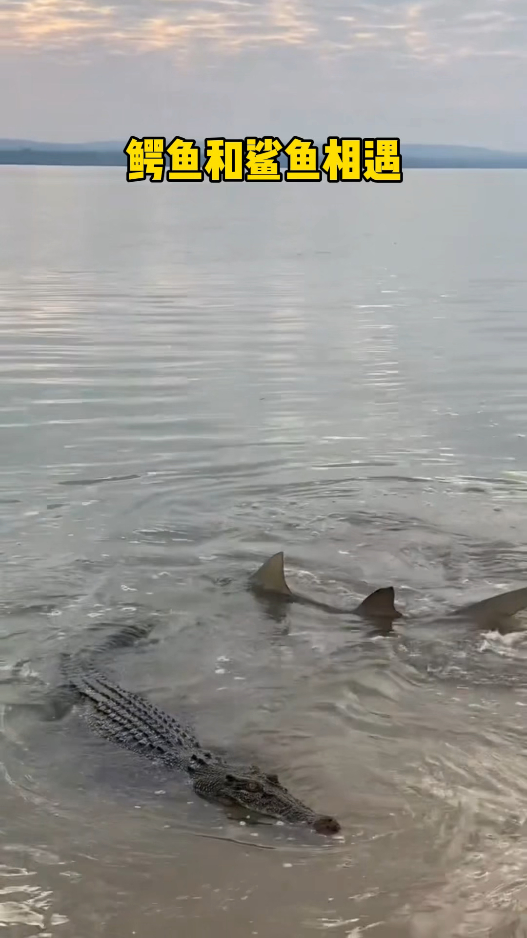 鲨鱼想把鳄鱼动作猎物