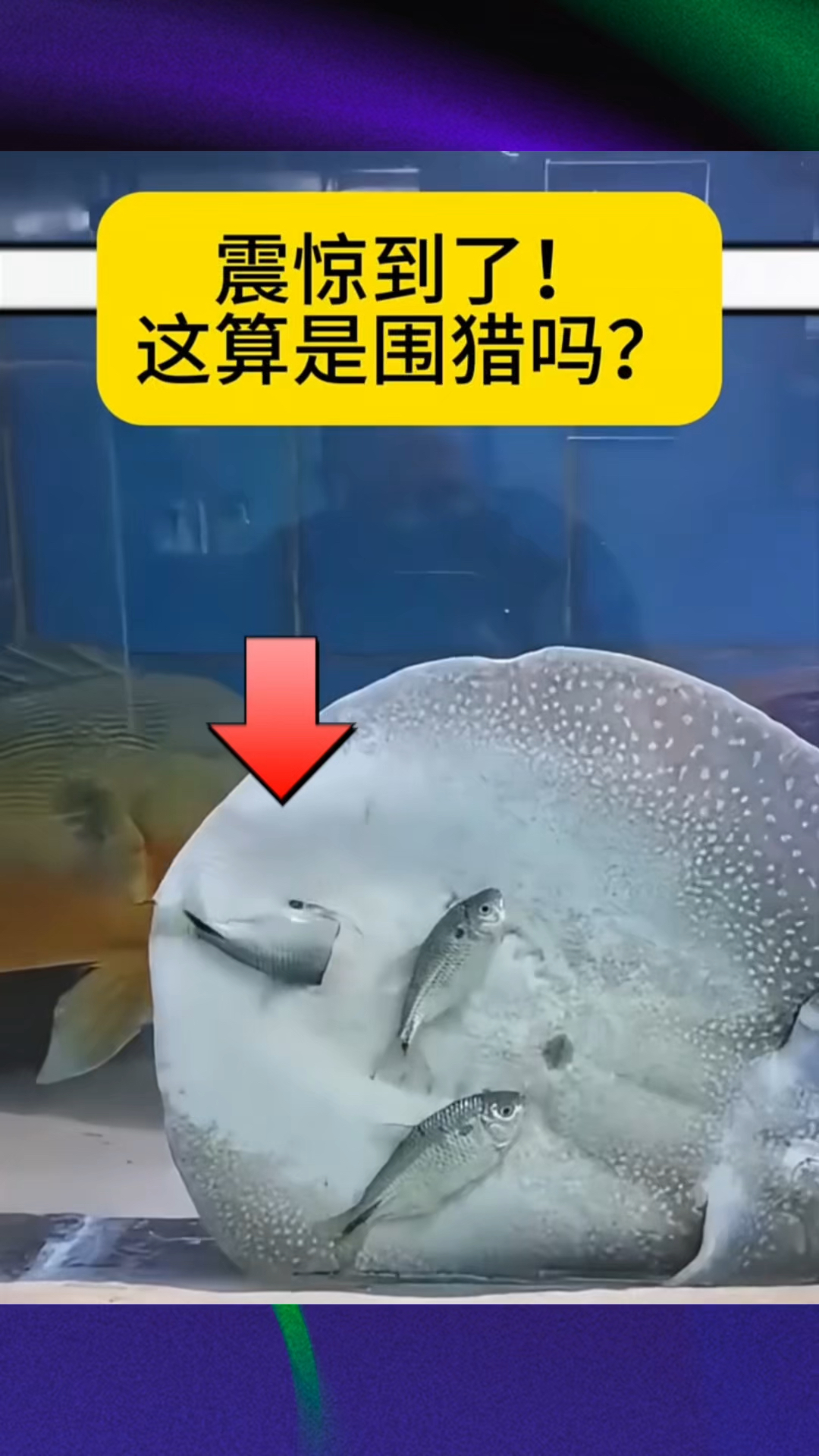 神奇的魔鬼鱼是如何吃小鱼的