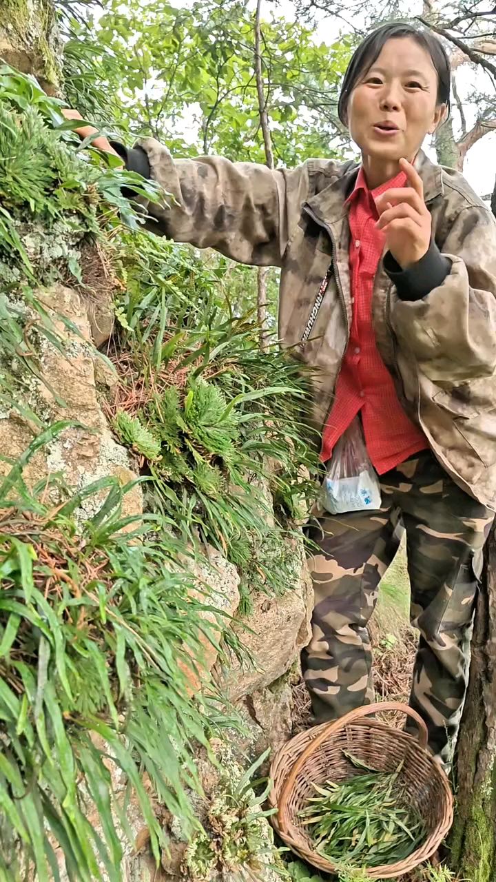 来看看嗷嗷叫小草