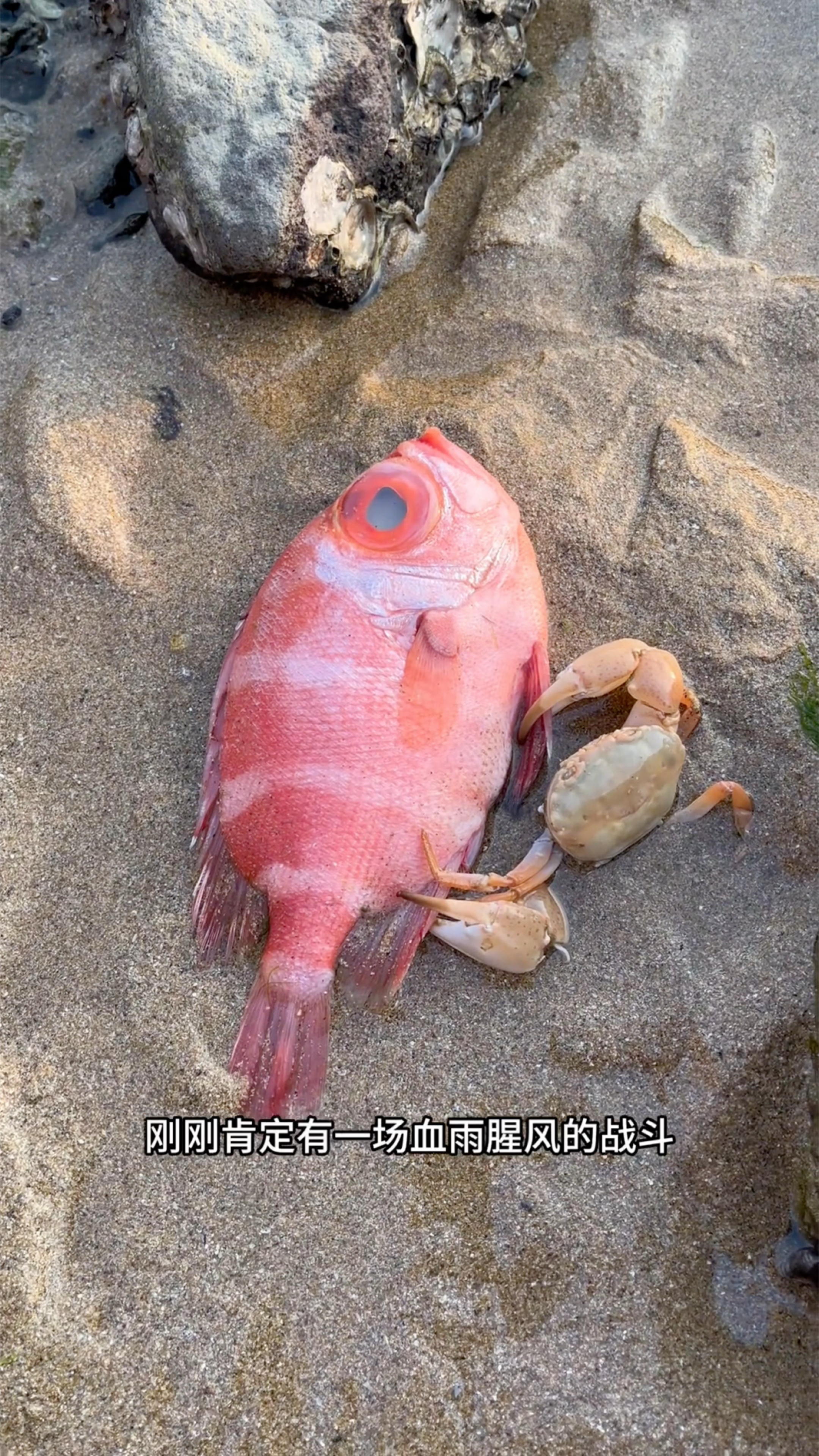这么大眼睛的鱼叫啥呢