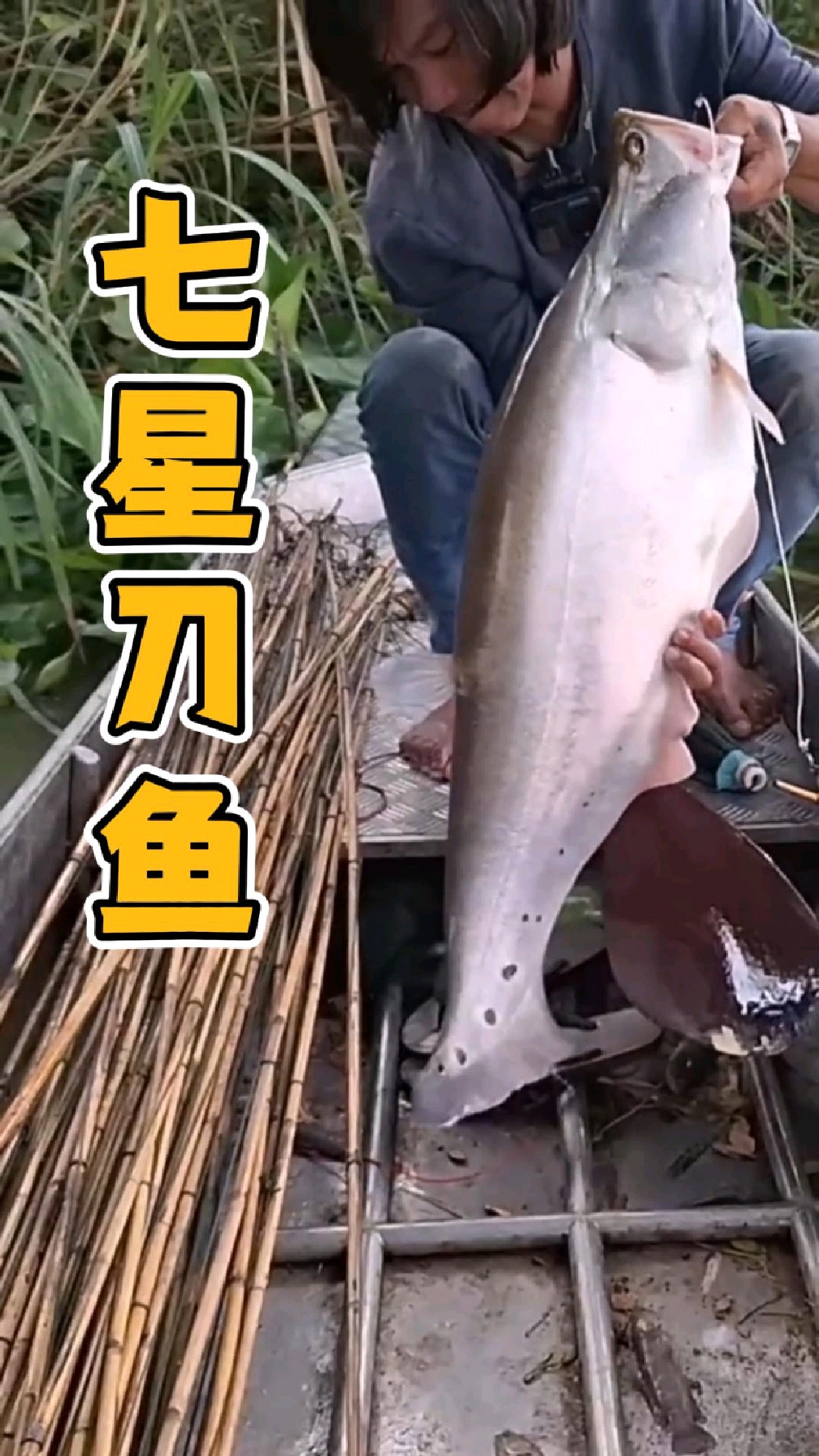 渔民在河里面钓到一条七八斤重的七星刀鱼