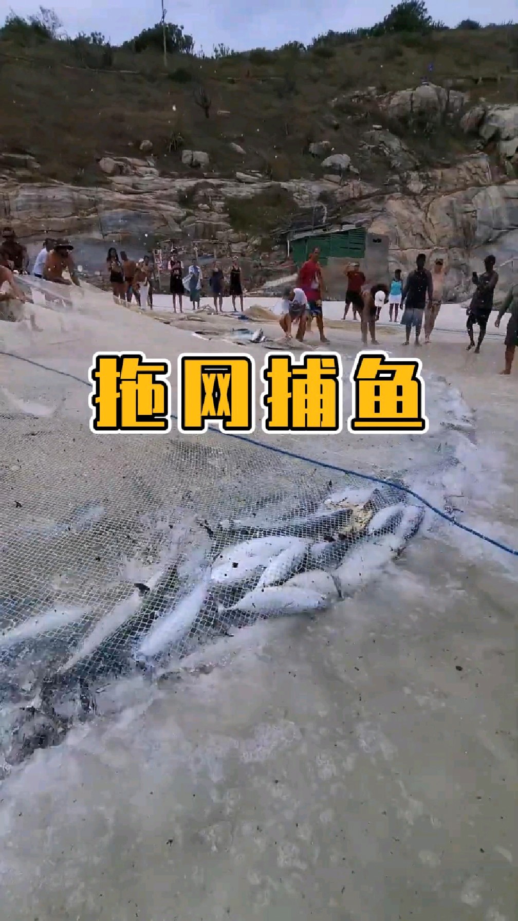 渔民用上百米的渔网捕鱼,捕到了数百条大鱼。