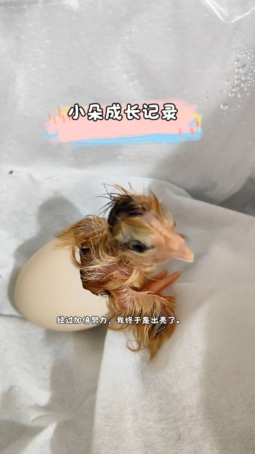 小朵破壳日记：从啄壳到卖萌，小鸡成长全记录！#小鸡仔 #小鸡出壳