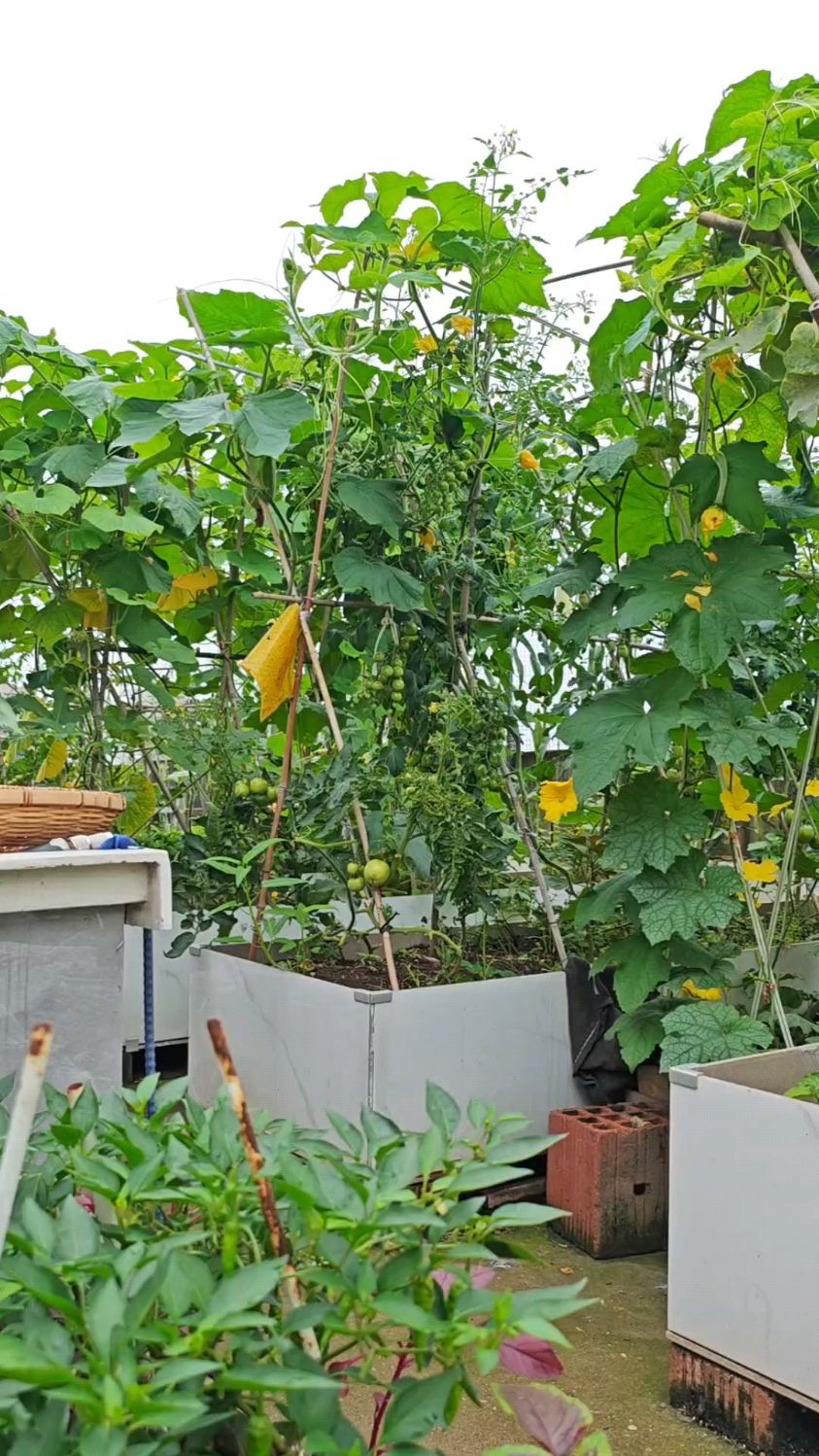 我在顶楼当“菜农”的幸福摘菜日常#私家菜园 #硕果累累