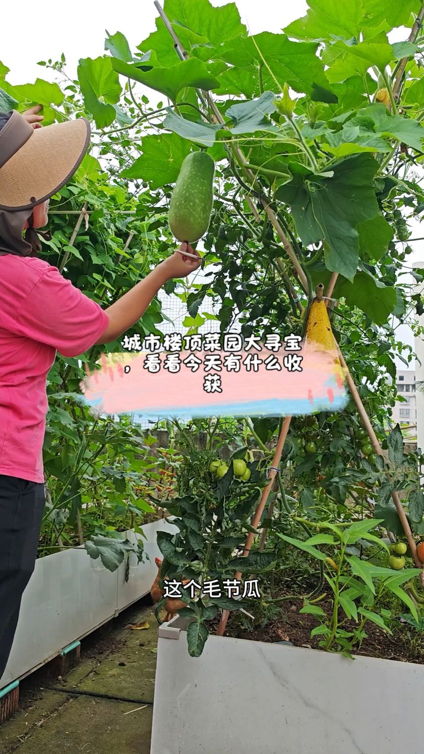 都市菜园寻宝,看看今天有哪些收获呀?#楼顶菜园 #新鲜采摘