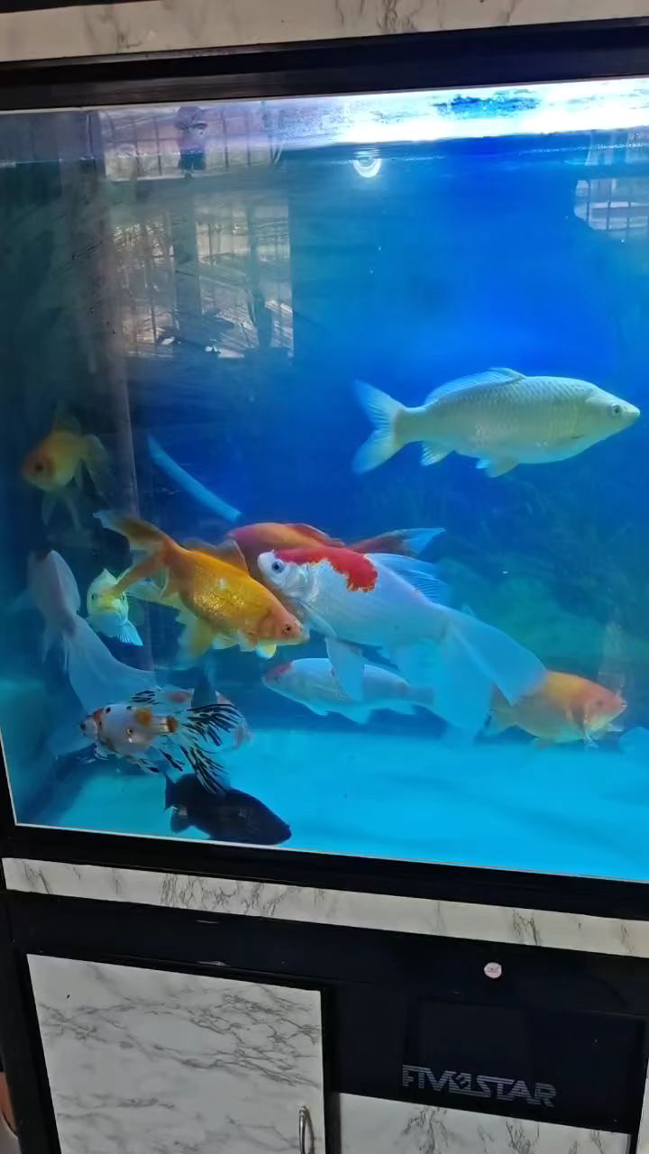 我家养的小锦鲤鱼