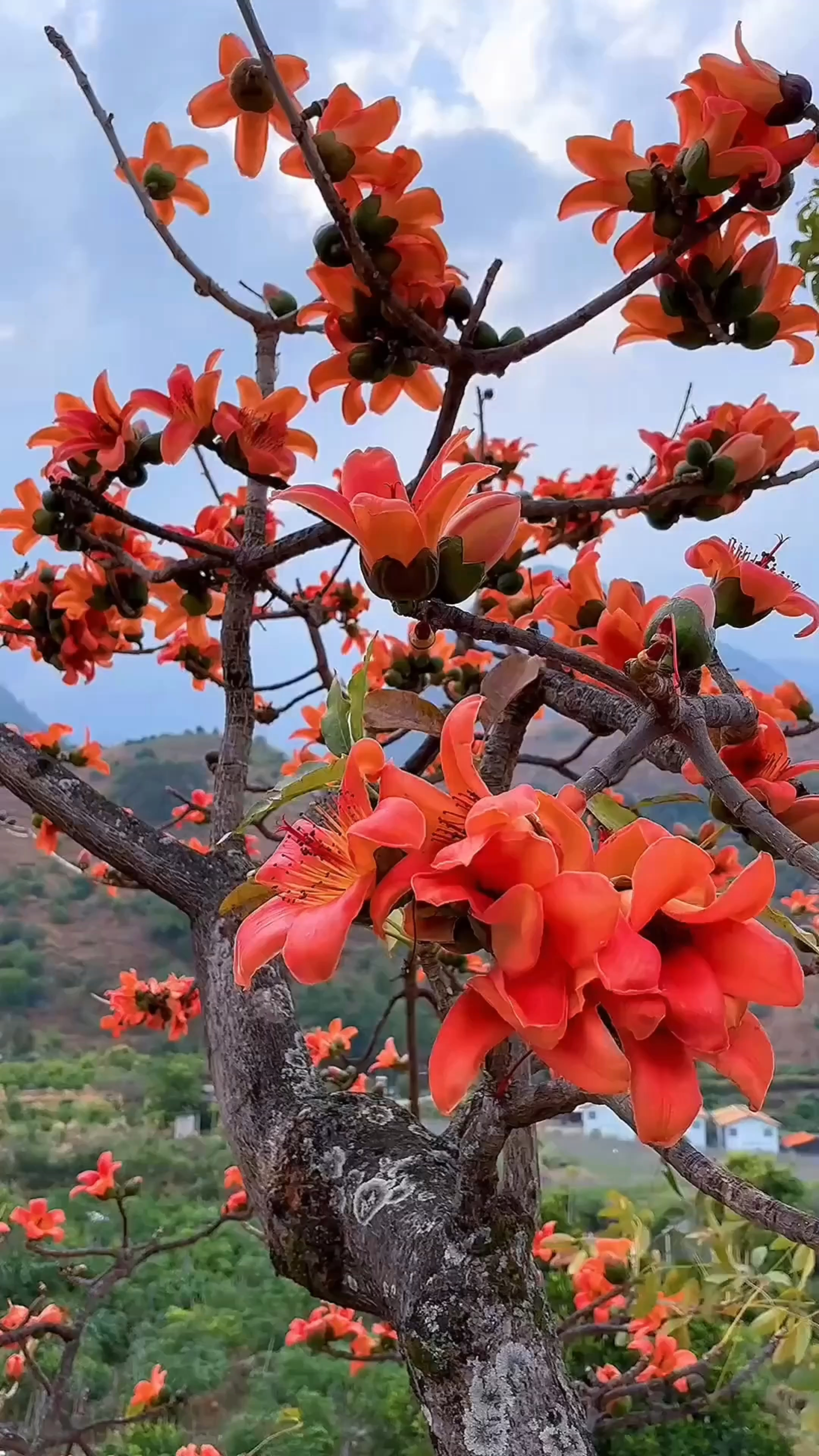 花的种类大全,您都认识吗