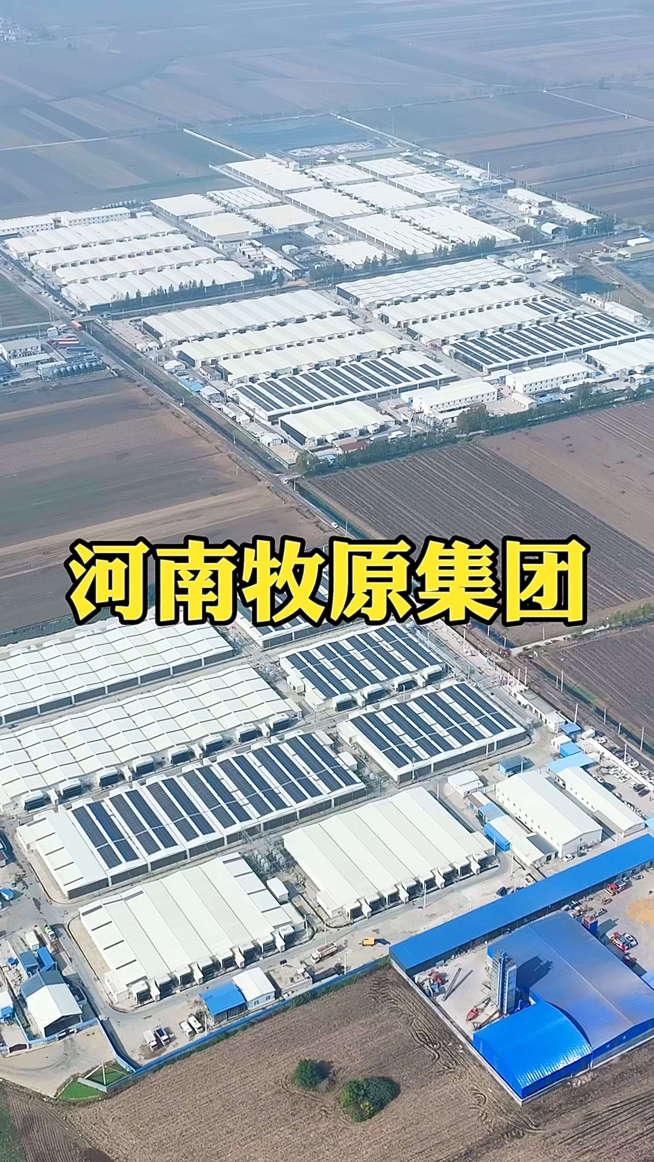 这就是中国最大的养猪大户,河南牧原集团,全部采用智能化养殖
