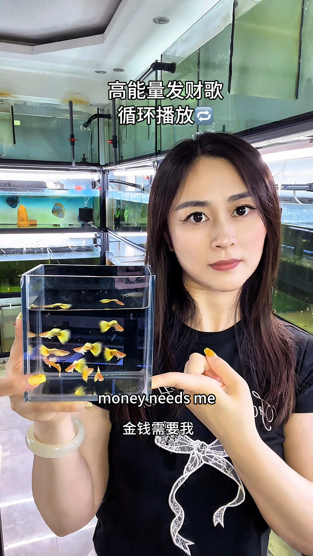 孔雀鱼多了,总要养款黄色的鱼吧