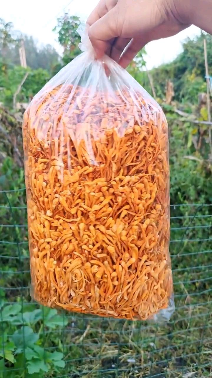 虫草花:自然精华,养生圣品,为你的健康保驾护航!