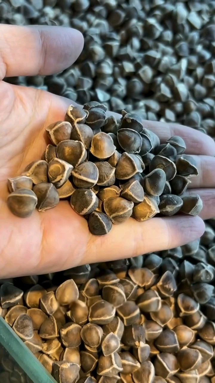 辣木籽,奇迹之果,滋养身心每一刻!