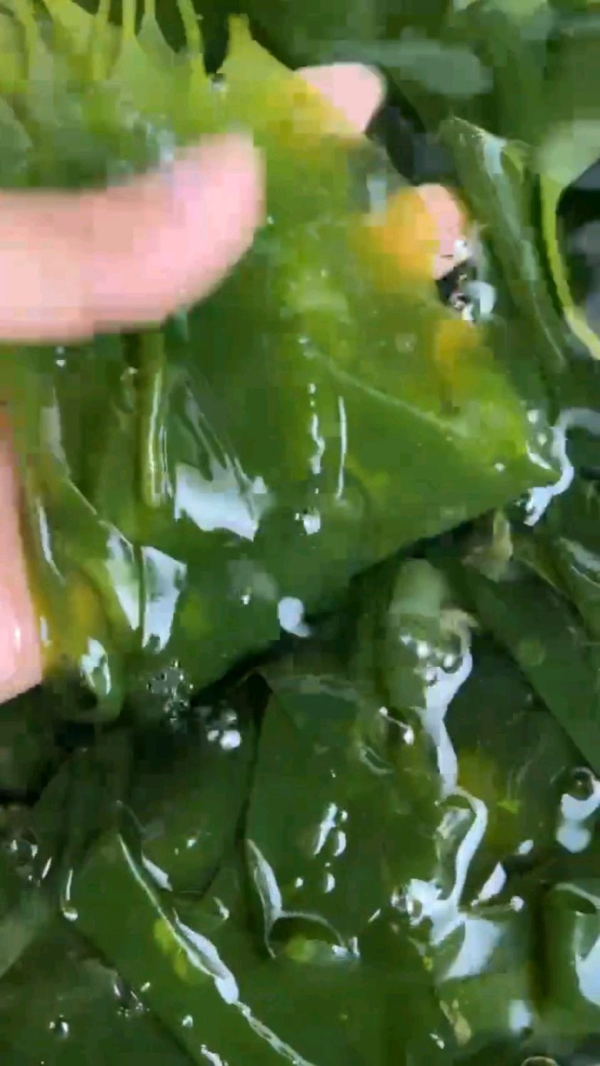 嫩滑海带苗,海洋中的营养宝库,鲜美可口不容错过!