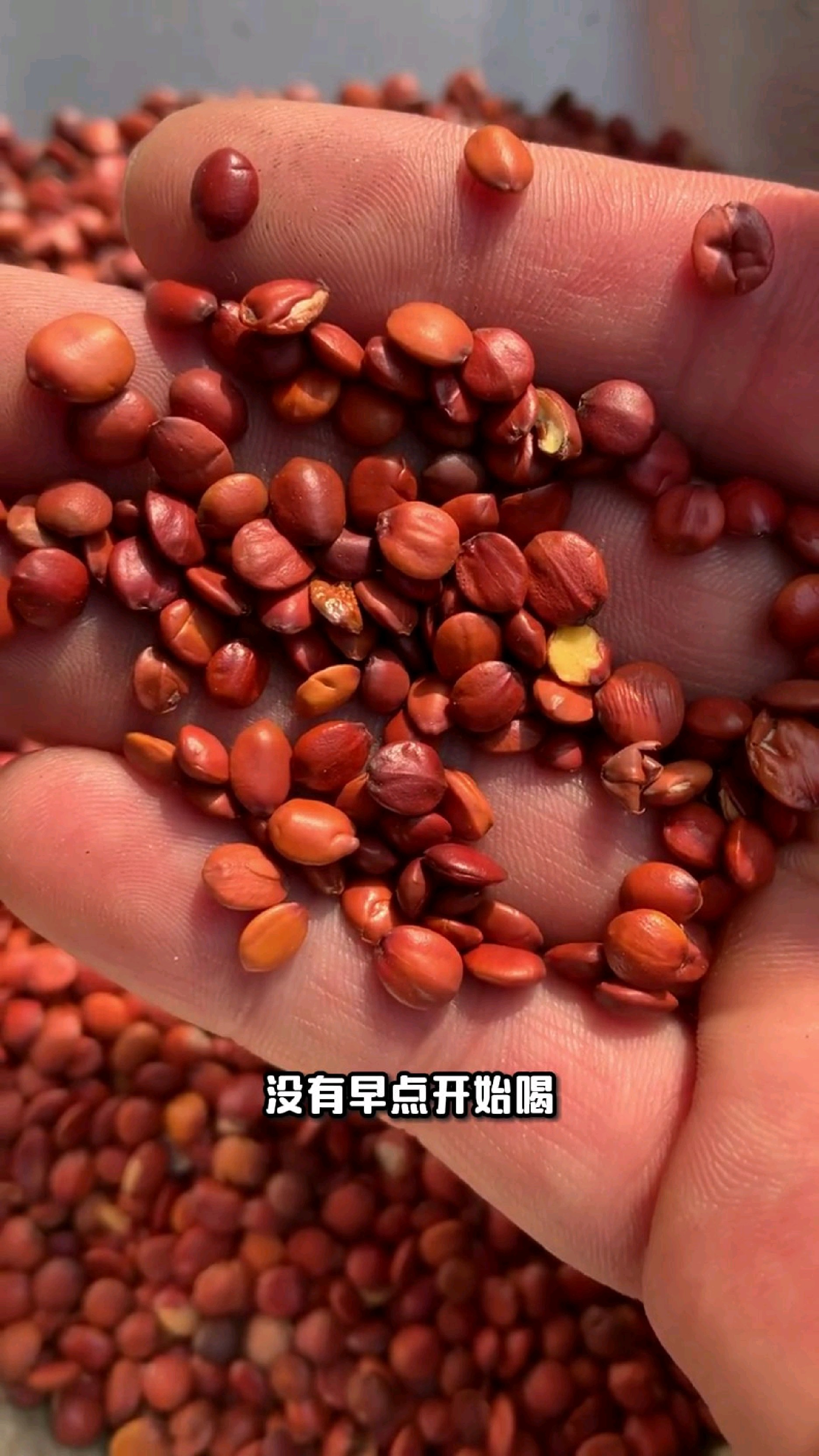 精选炒酸枣仁,自然之馈赠,安眠养生佳品!