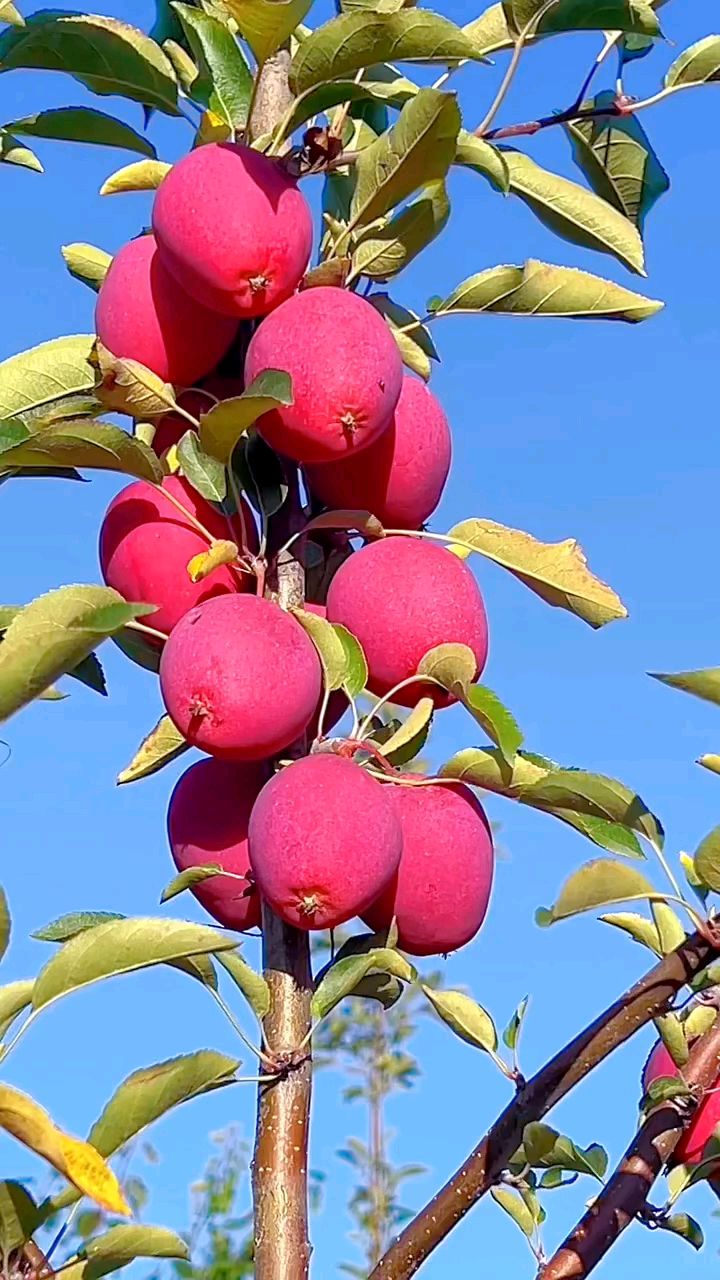 鸡心果:形似鸡心,味甜如蜜的果中新宠!