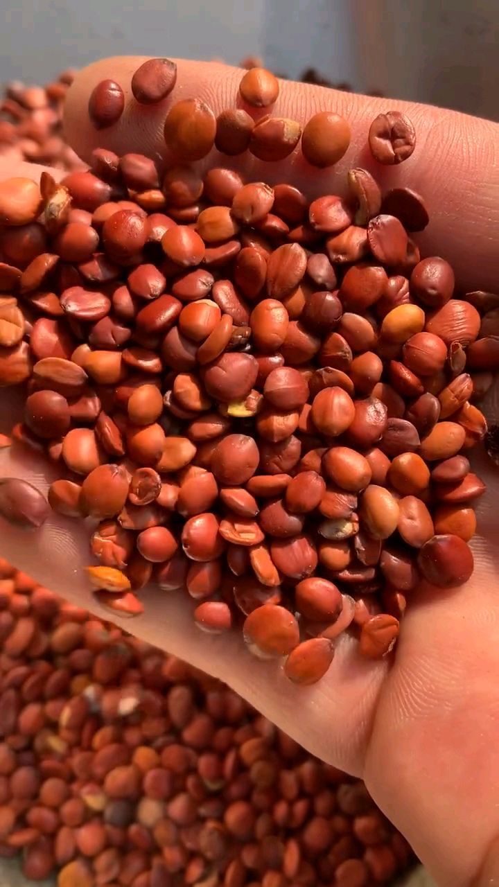 炒酸枣仁:自然之选,安神助眠的养生佳品!