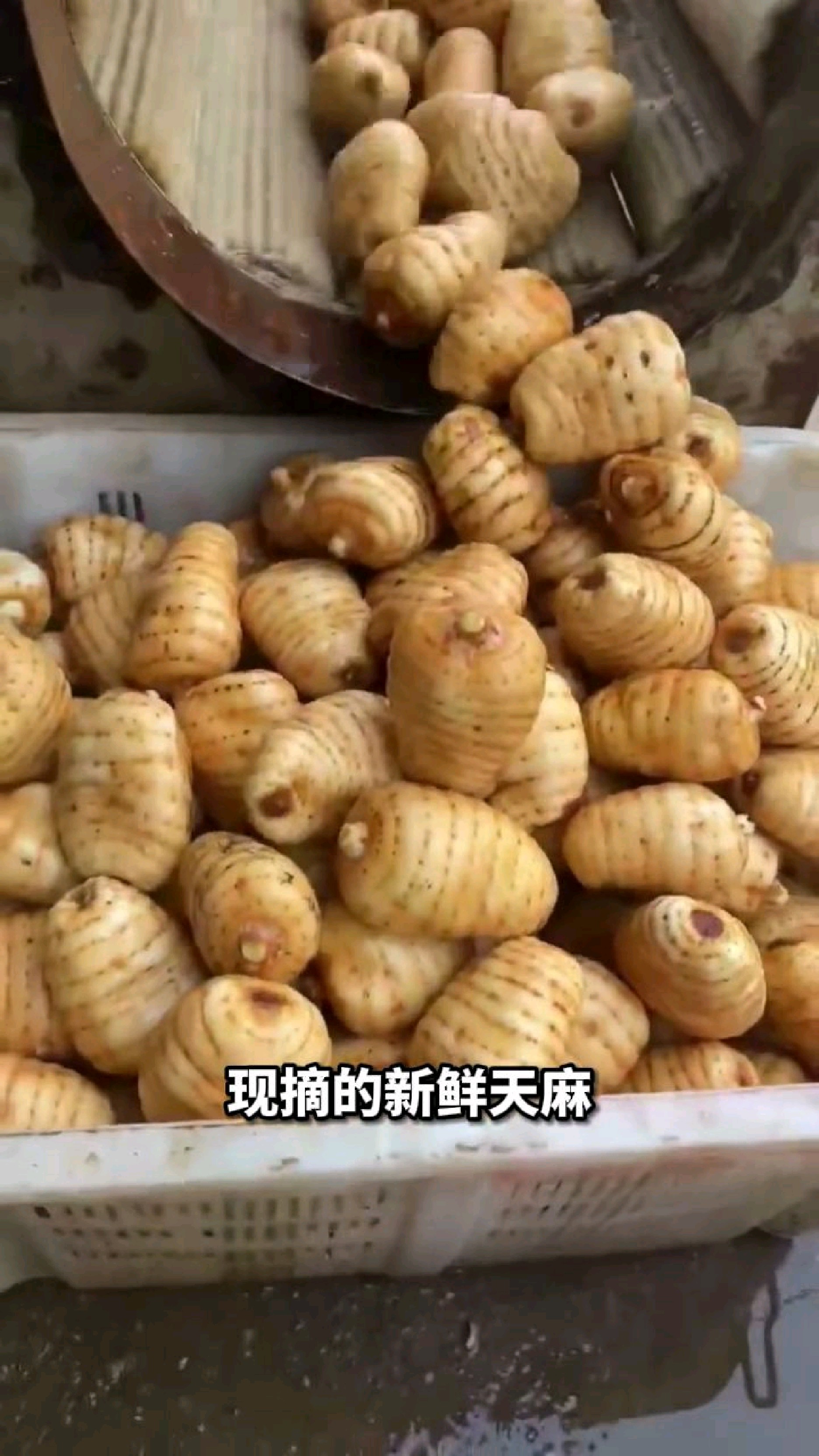 新鲜天麻:自然馈赠,滋补养生的上乘之选!
