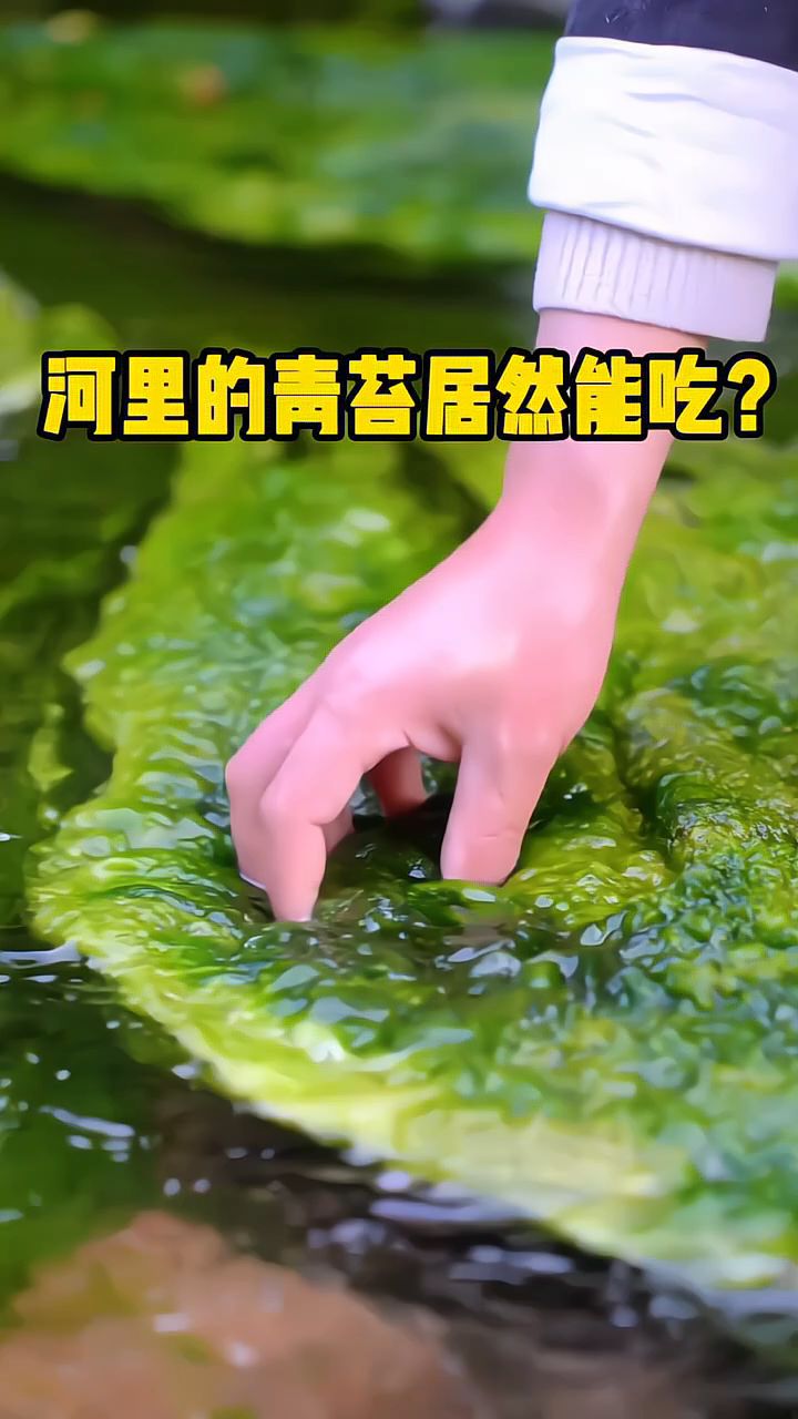 科普分享为什么河里的青苔居然还能吃?