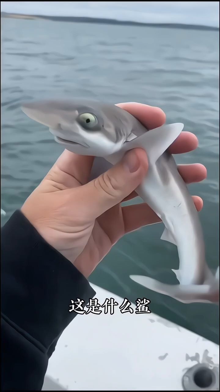 科普分享世界十二种鲨鱼种类,你见过几种?