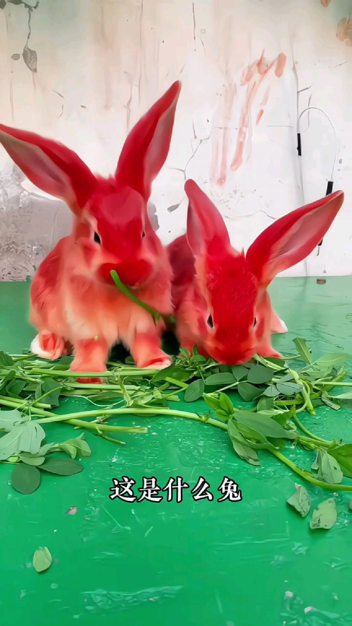 科普分享十二种不同品种的兔子,你见过几个?
