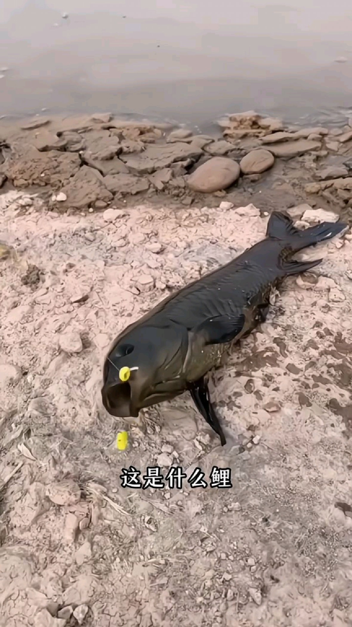 科普分享十二种不同品种鲤鱼，你认识几种？