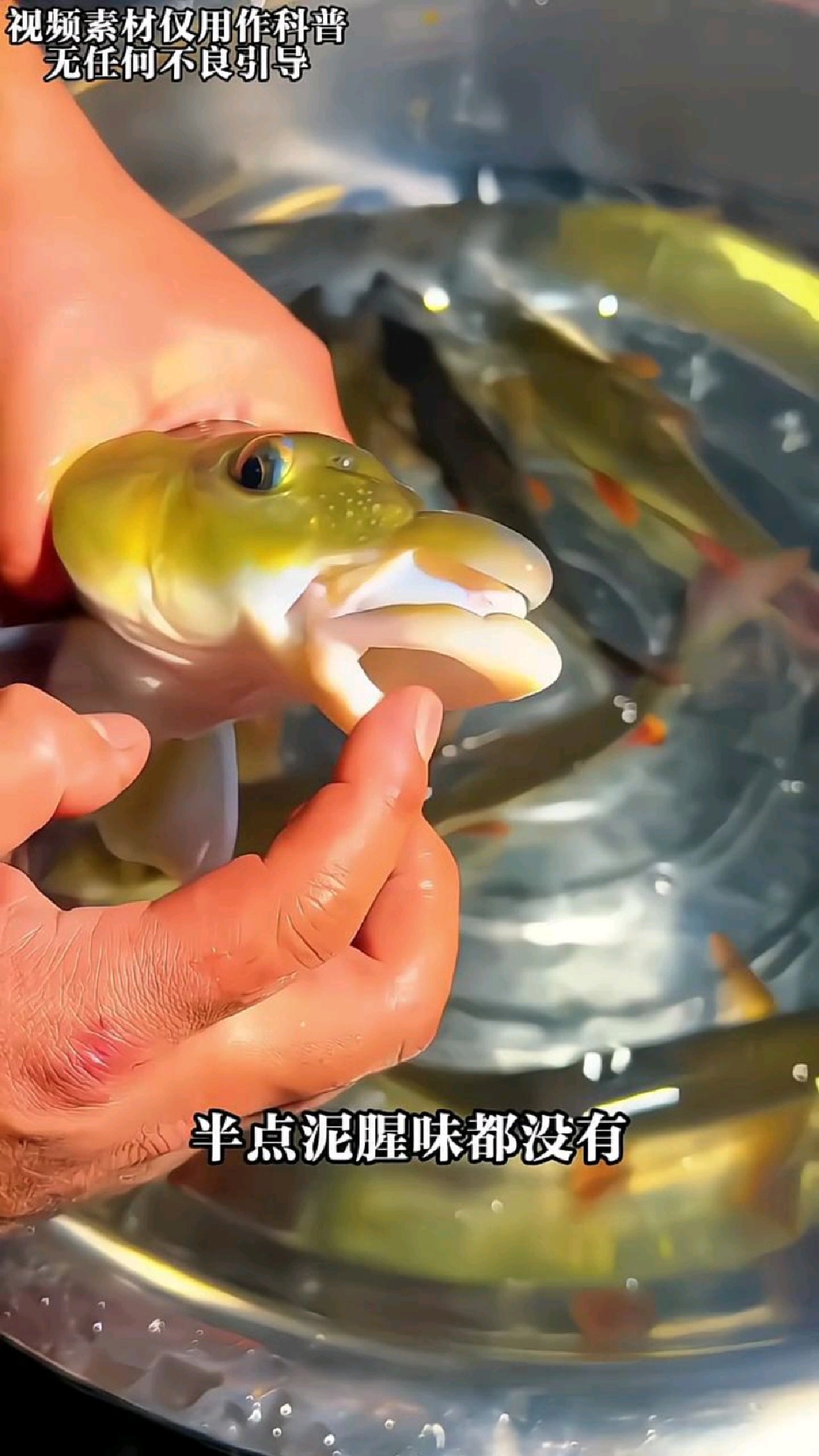 科普分享贵州各种美味的鱼类,你吃过几种?