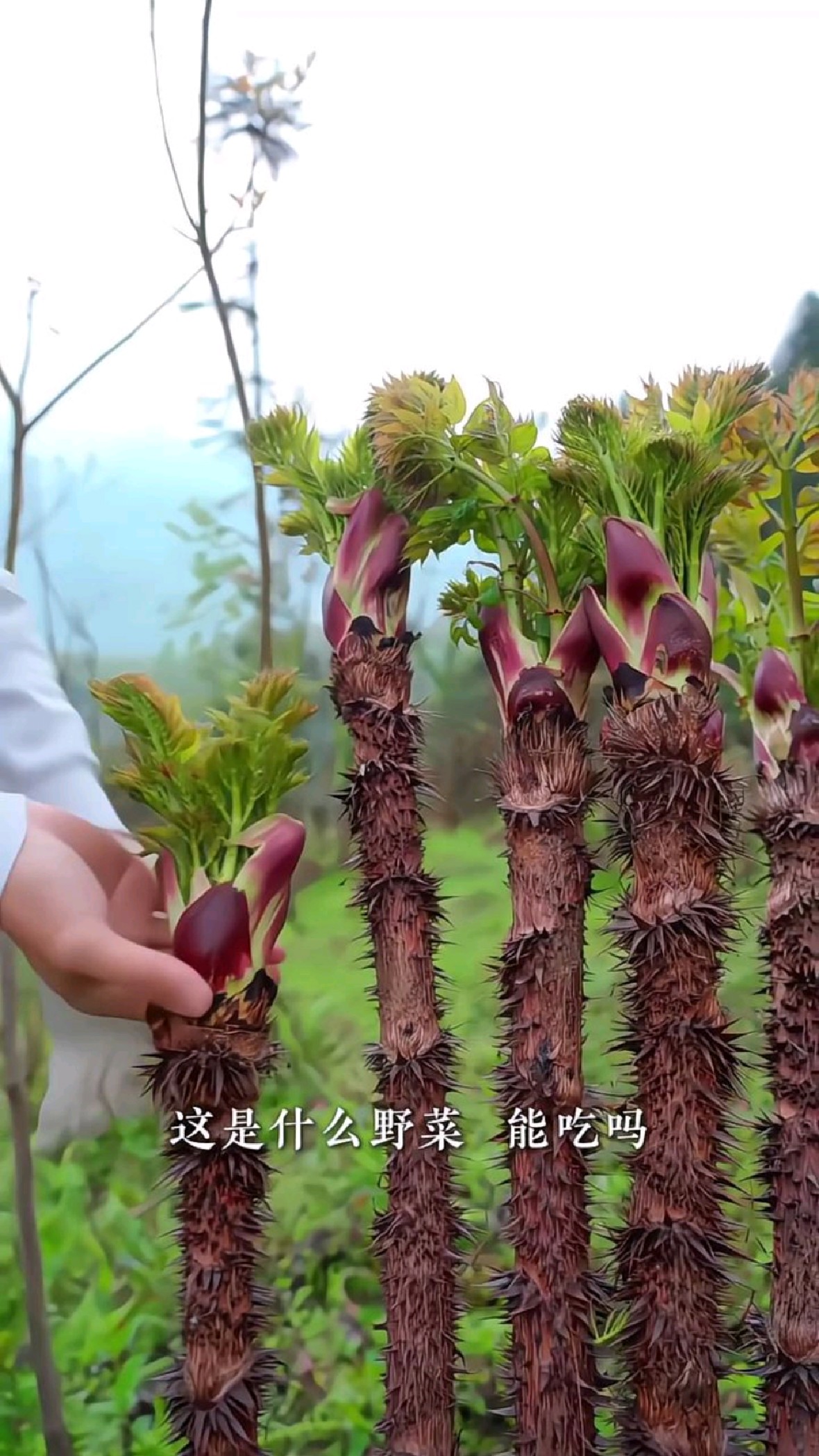 科普分享户外各种美味的野菜，遇到你就有口福了！