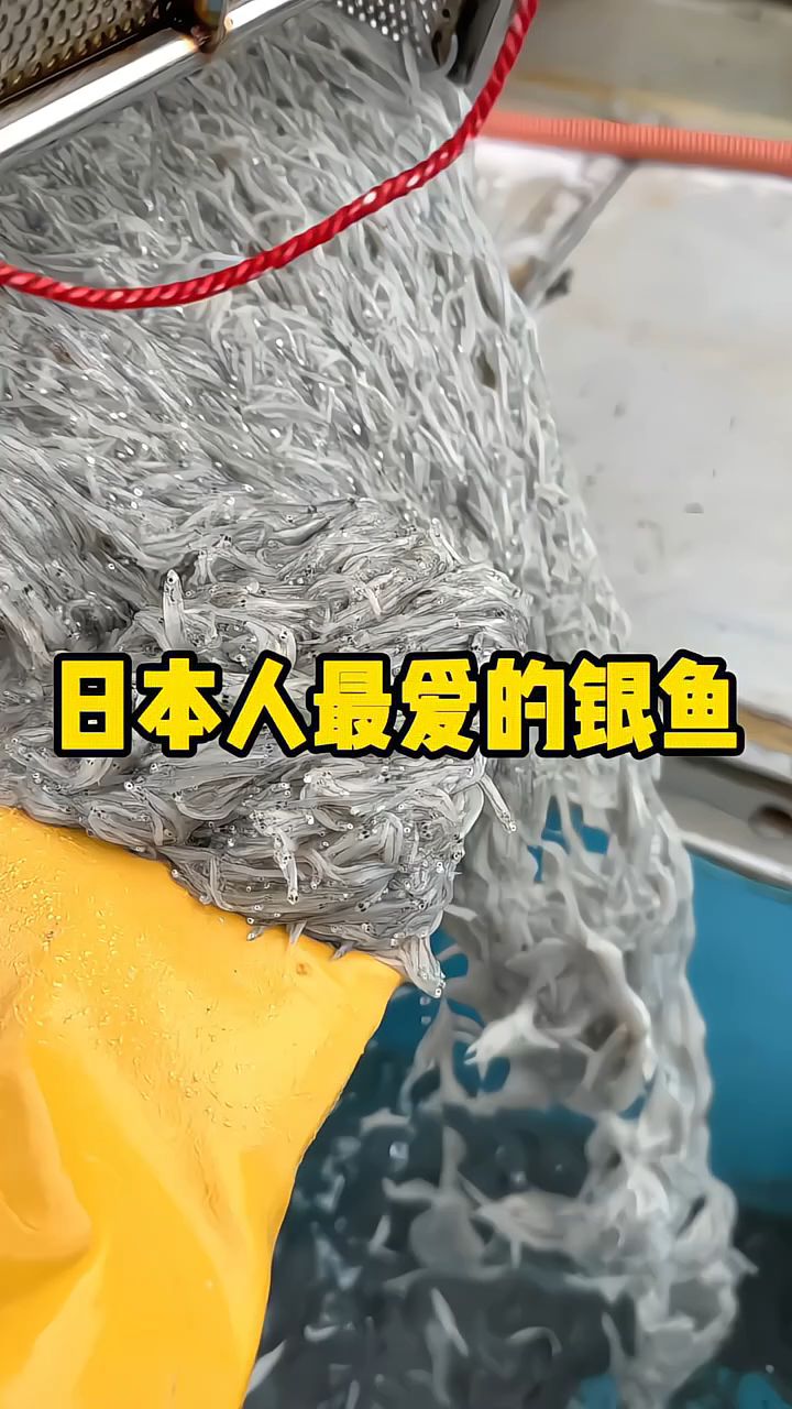 科趣分享永远长不大的银鱼，居然是日本人的最爱！