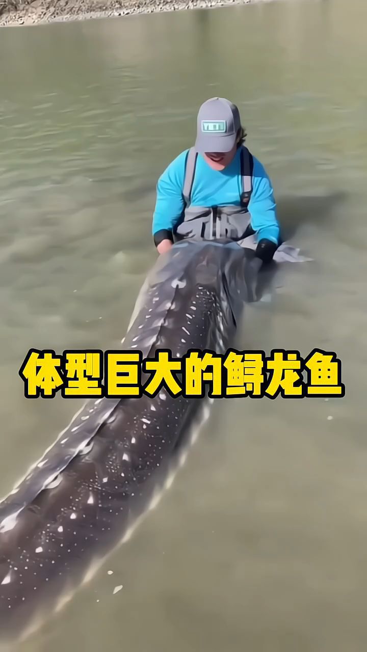 科普分享体型最大的鲟龙鱼,只有人工饲养的才能食用!