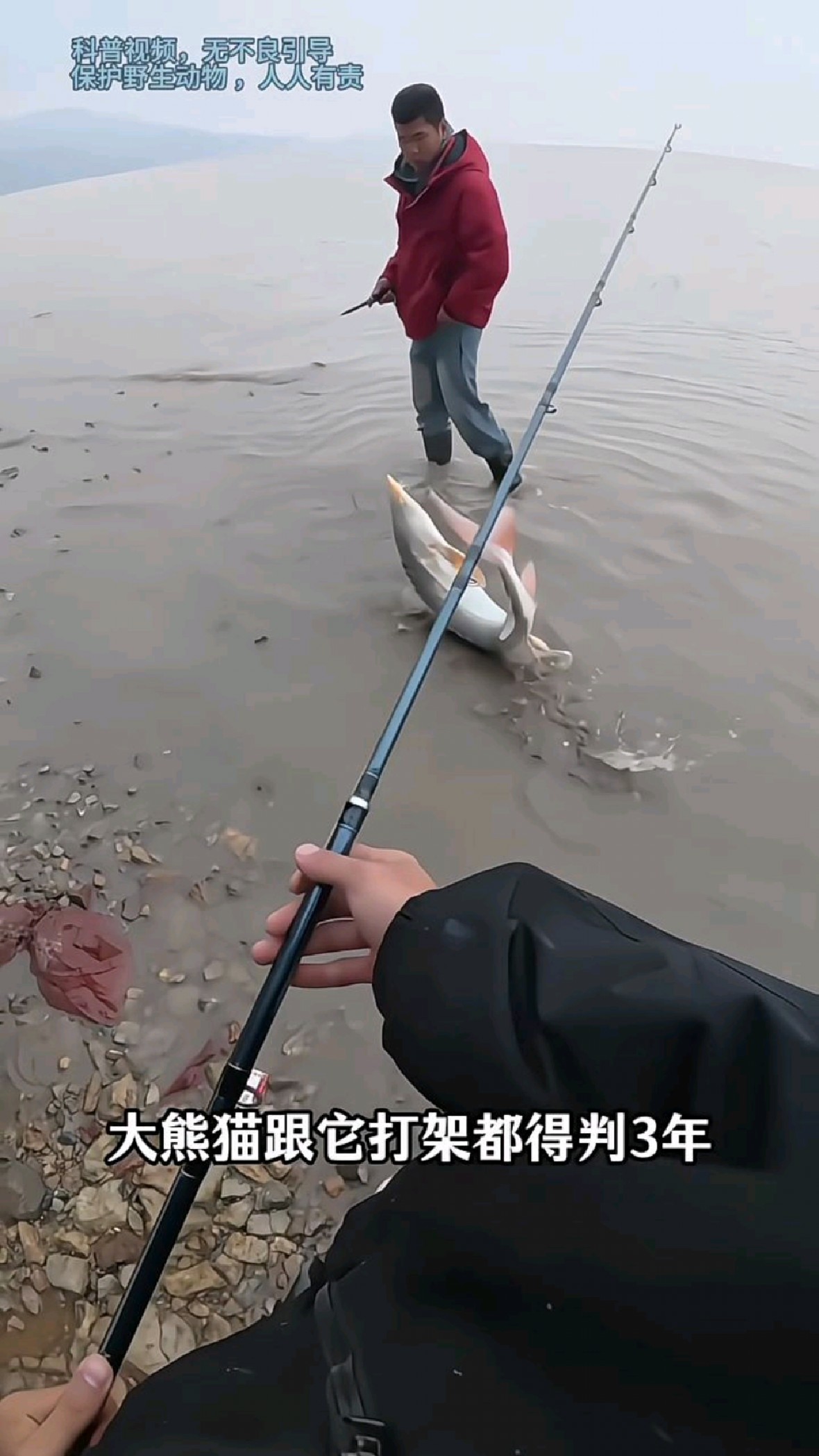科普分享各种国家保护的鱼类，钓到记得放生！