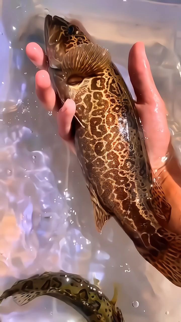 科普分享各种美味的鱼类，你吃过几种？