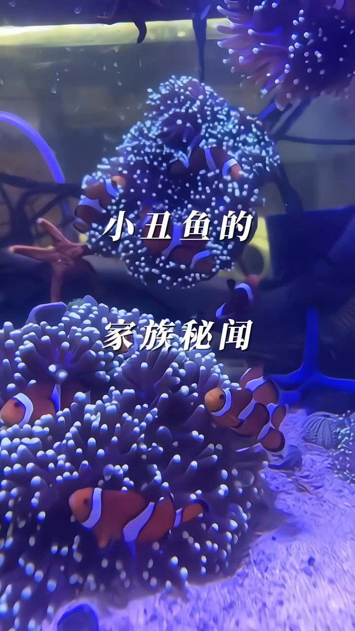科普分享小丑鱼的家族秘闻，你知道多少？