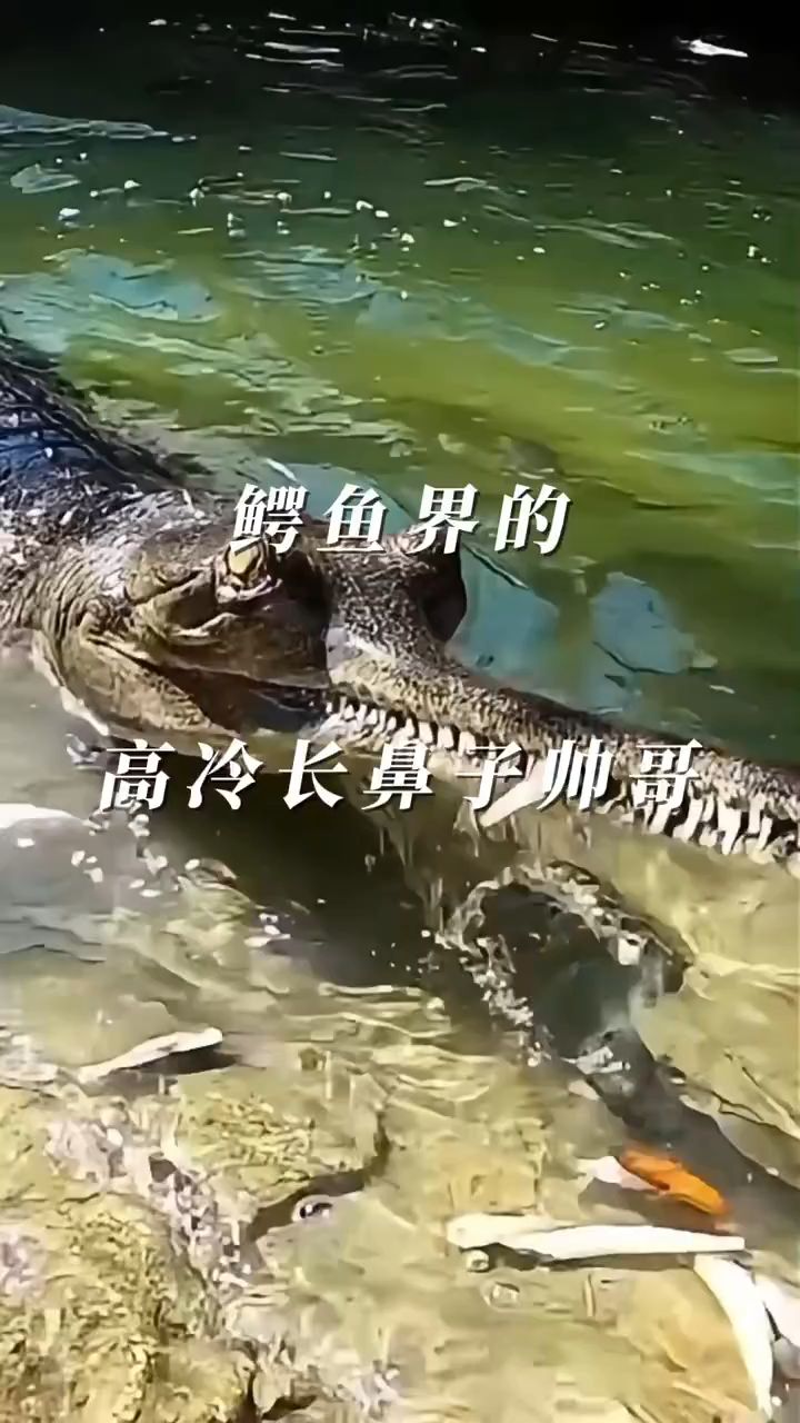 科趣分享鳄鱼界的高冷长鼻子帅哥，为啥还会终身单身？