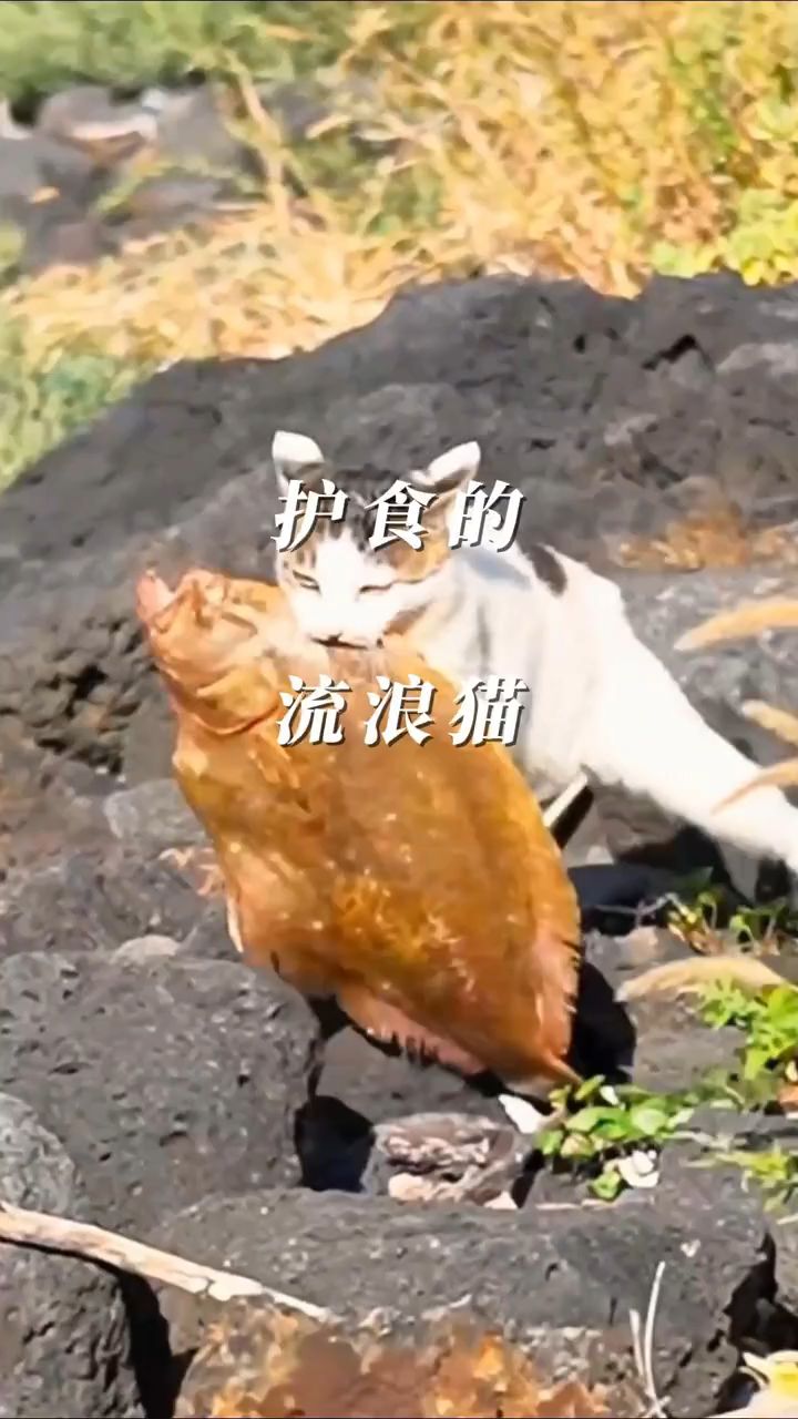 科趣分享流浪猫抓鱼却不吃，它到底想干什么？