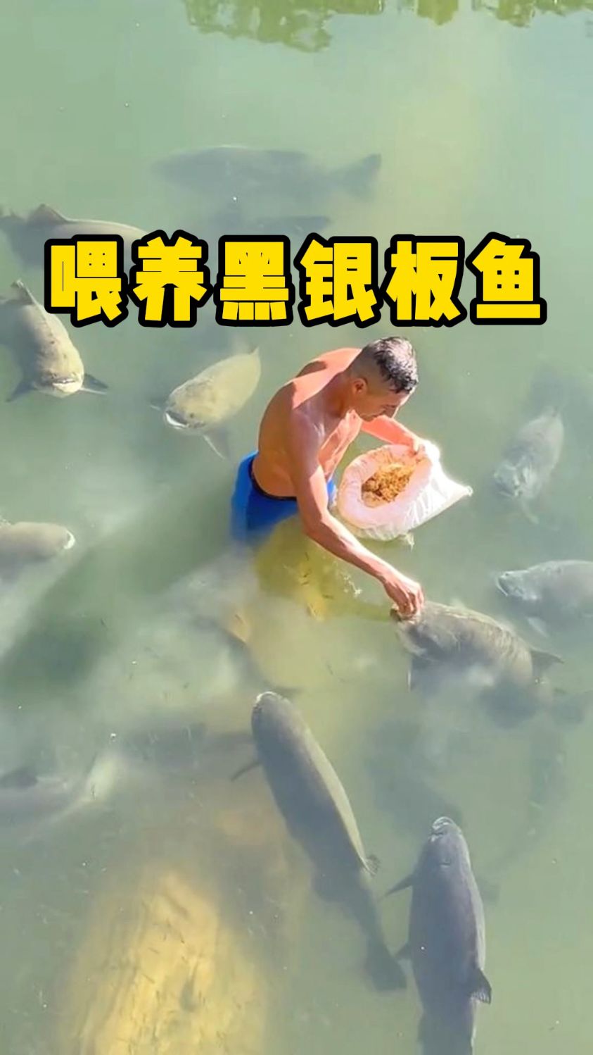 亚马逊河流里的黑银板鱼