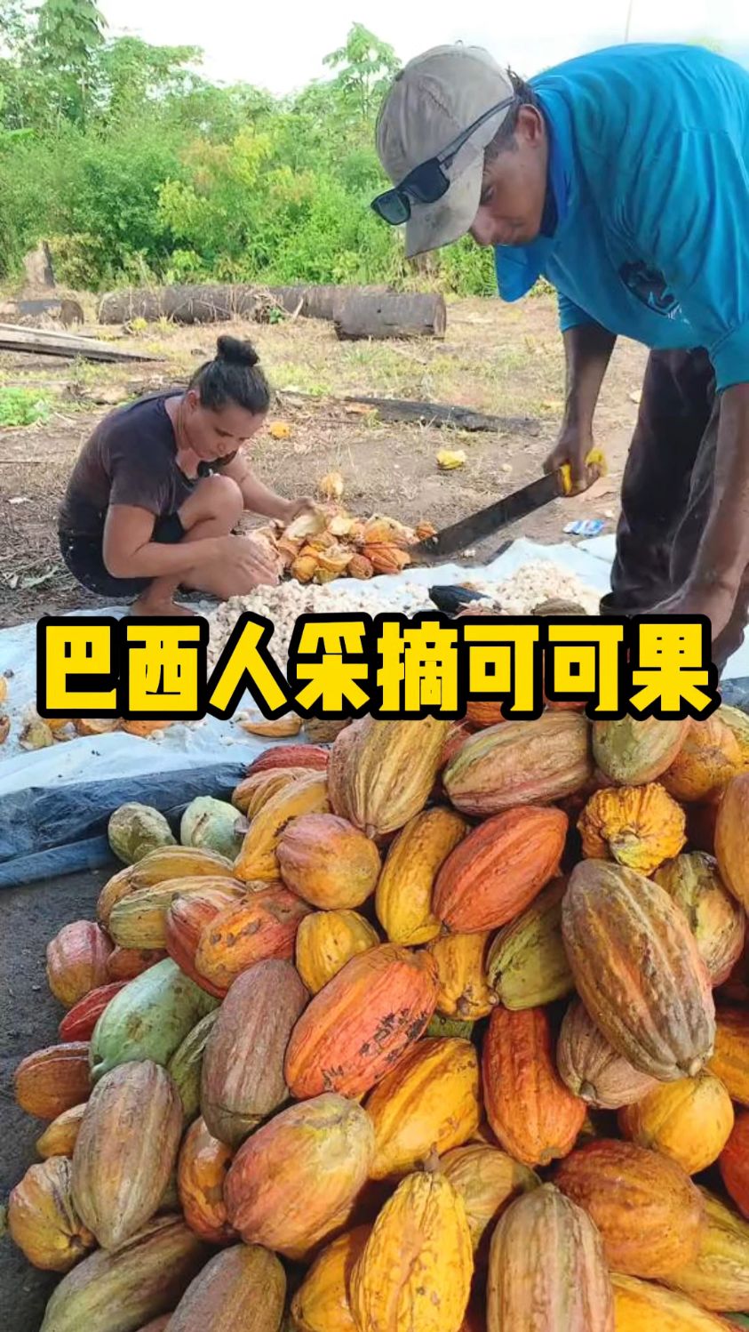 巴西采摘的可可果，是制作巧克力的原材料！