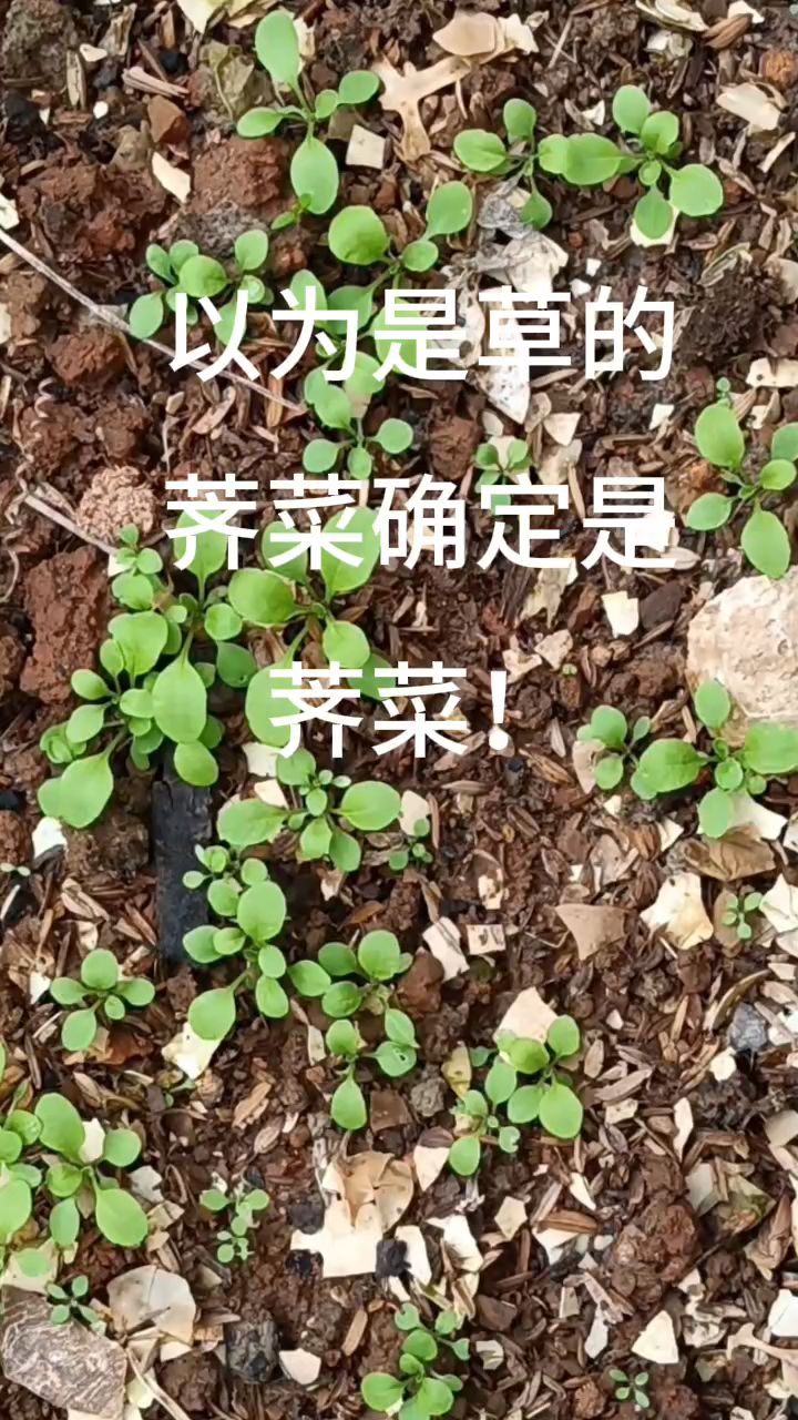 荠菜种子喜凉,天冷就出苗了